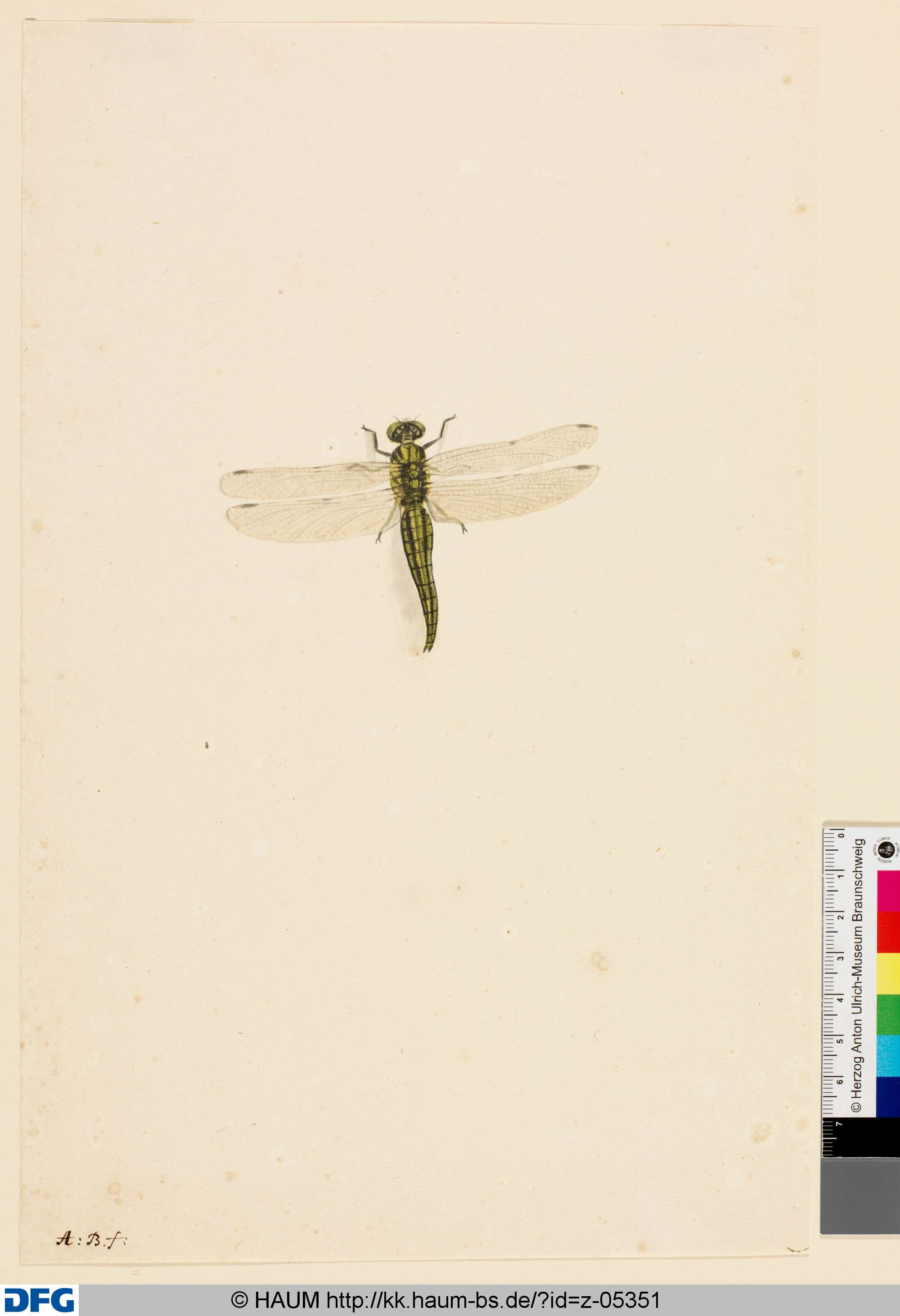 Libelle, von oben, Monogrammist A.B., 1651–1700