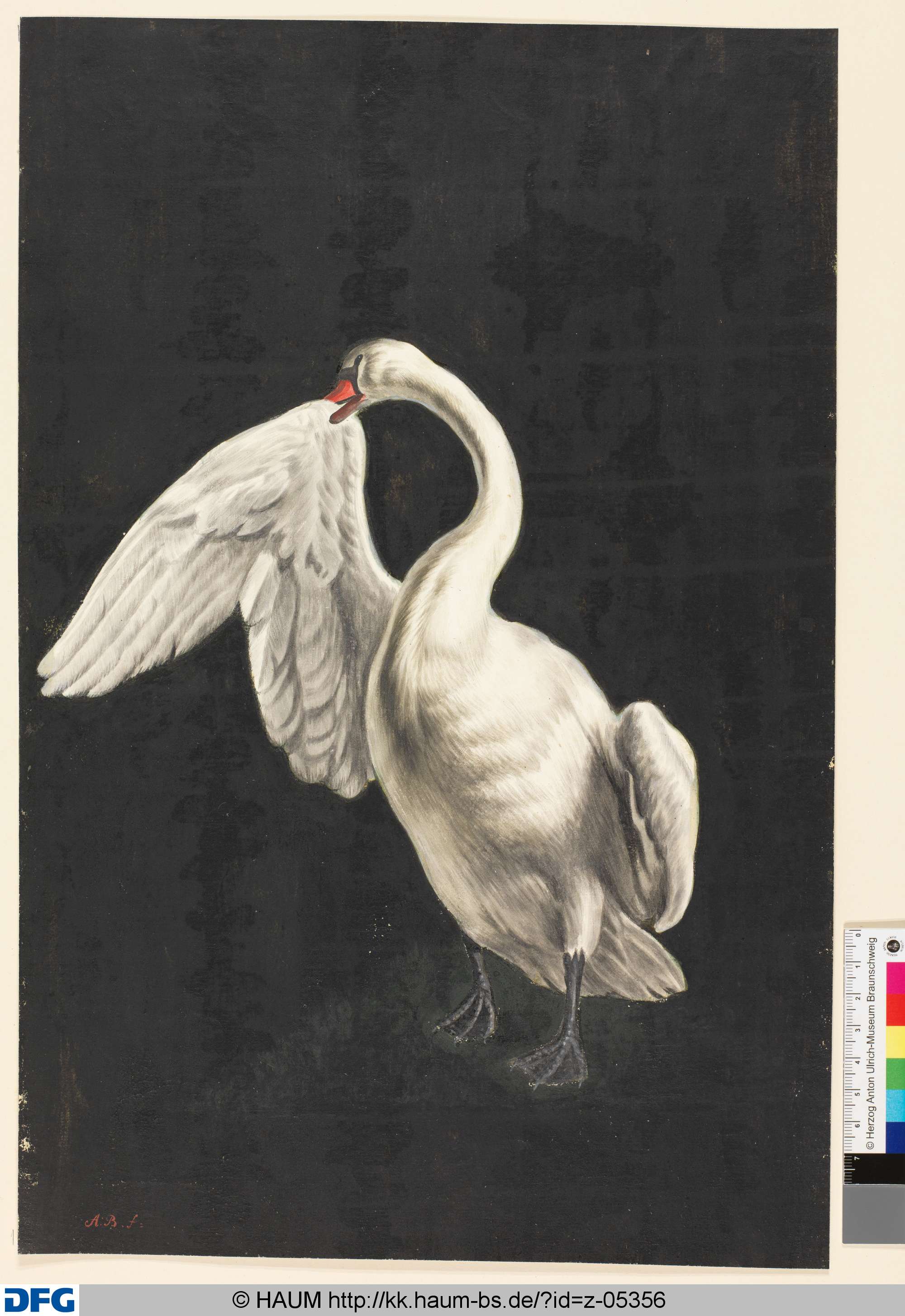 Schwan mit abgespreiztem Flügel vor schwarzem Hintergrund, Monogrammist A.B., 1651–1700