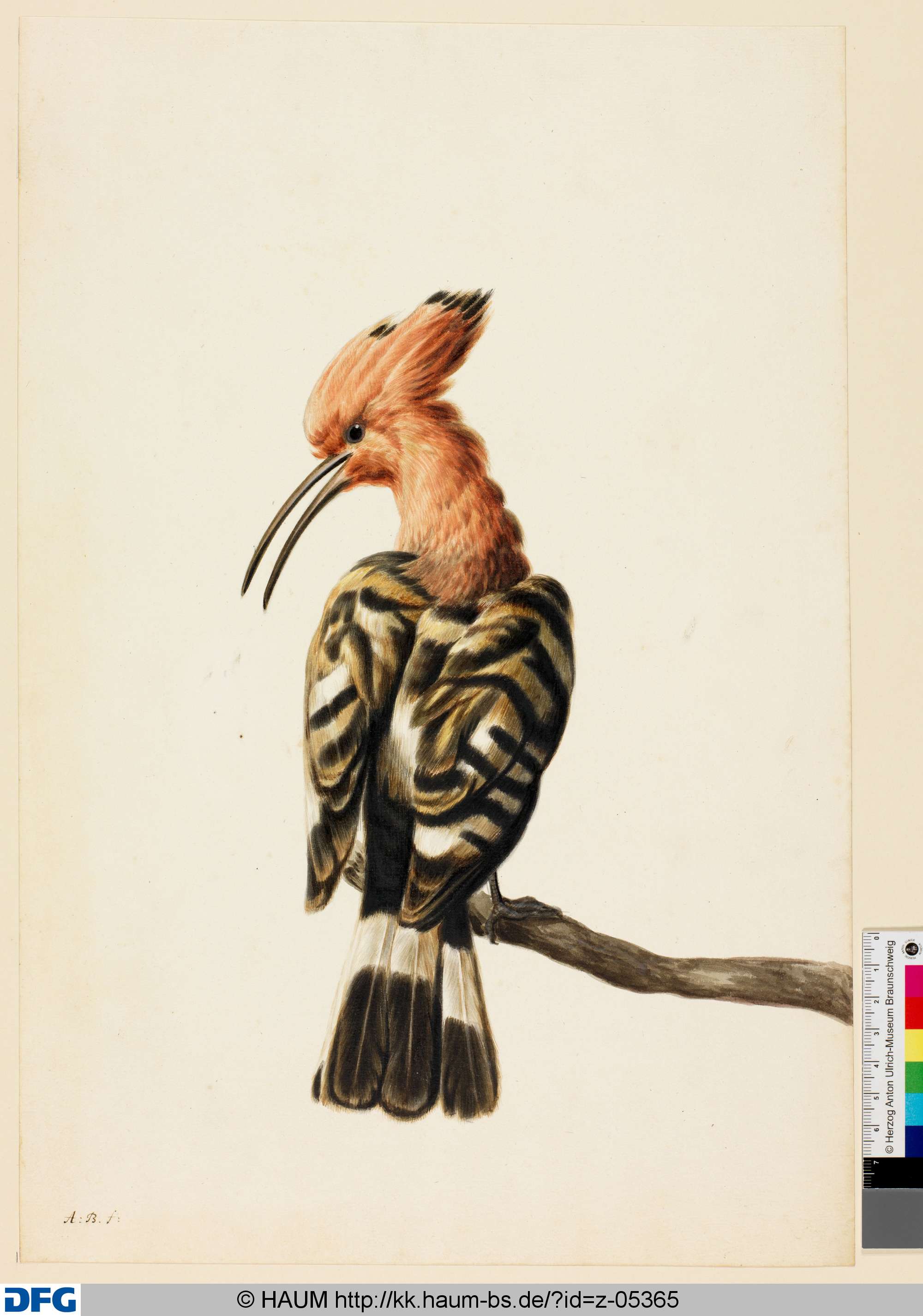 Wiedehopf, Monogrammist A.B., 1651–1700