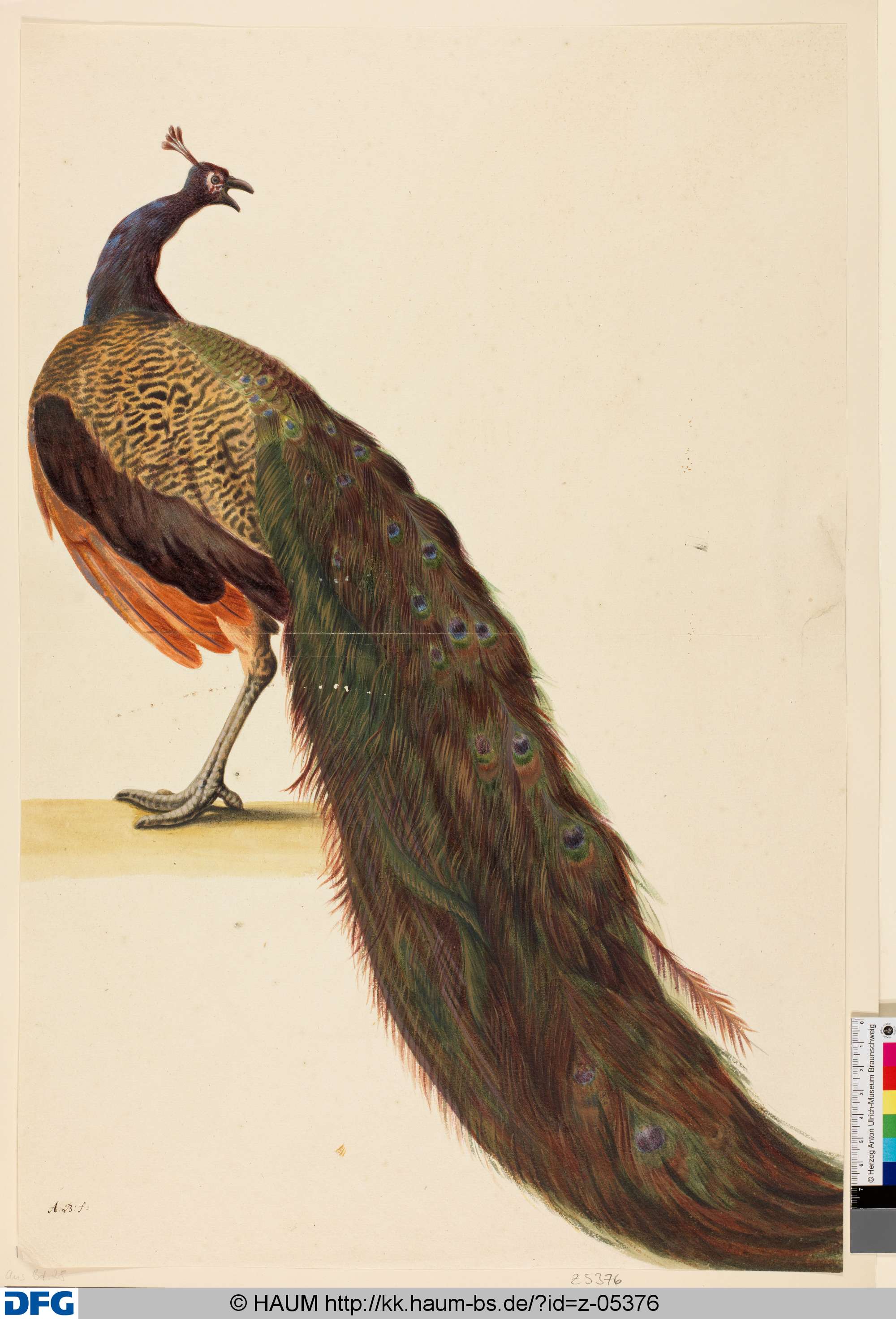Pfau, von hinten, Monogrammist A.B., 1651–1700