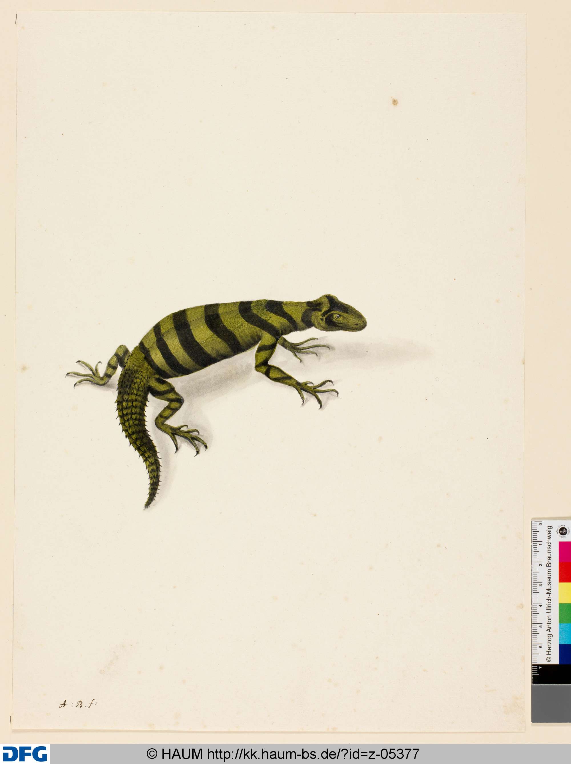Grün-schwarz gestreifte Echse, Monogrammist A.B., 1651–1700