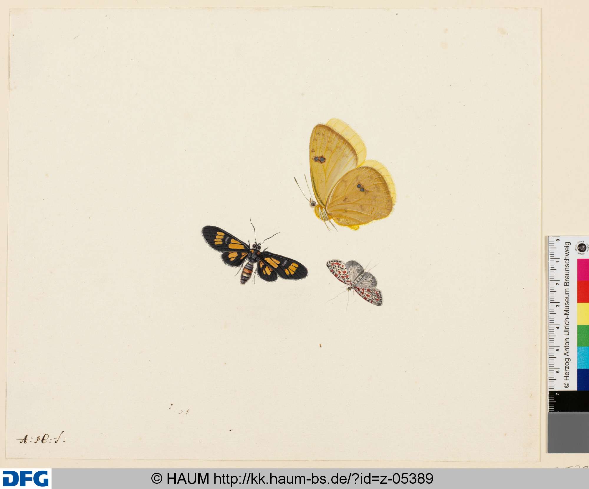 Drei Schmetterlinge, Anton Henstenburgh, 1706–1781