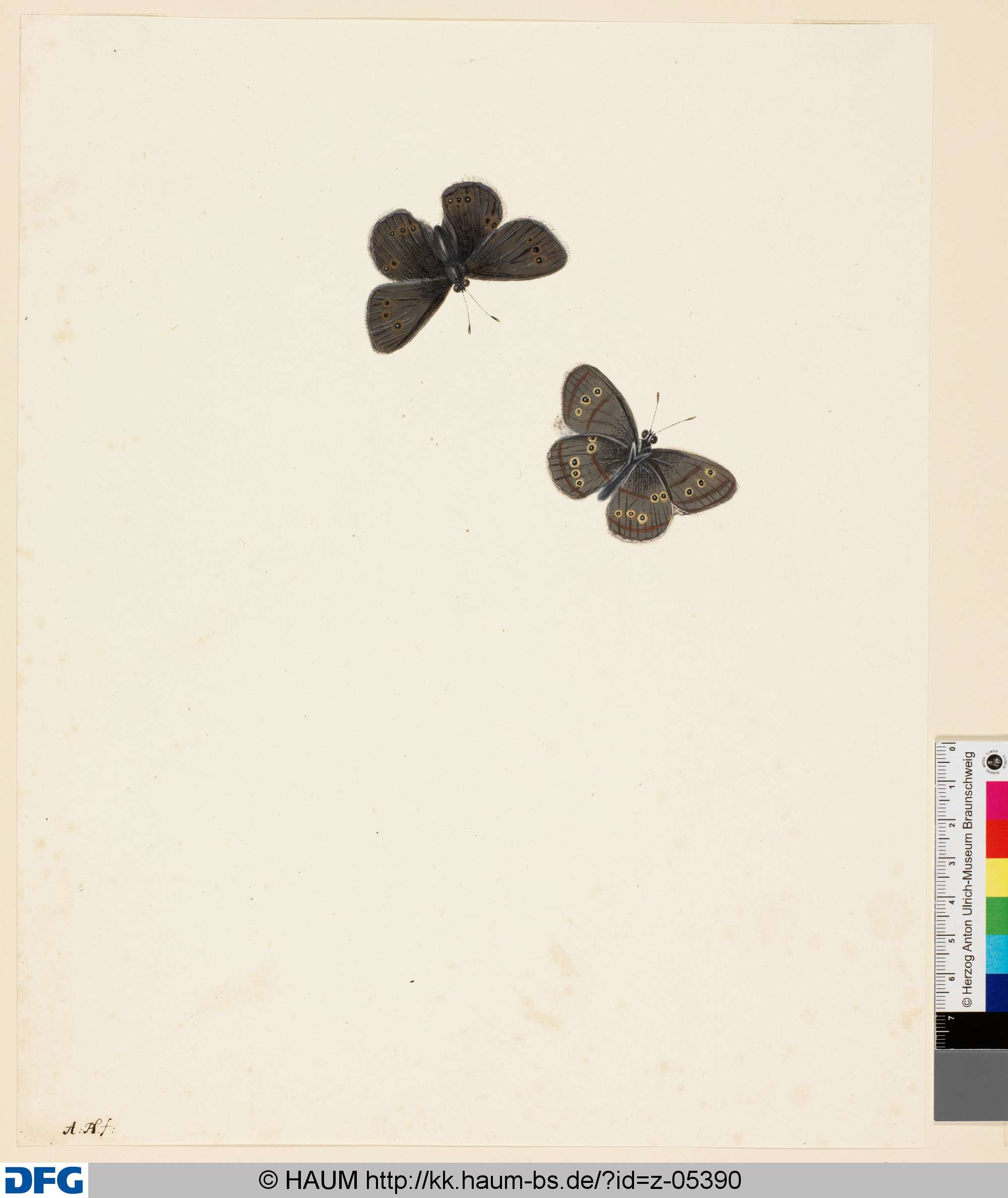 Ein Schmetterling, von unten und von oben, Anton Henstenburgh, 1706–1781