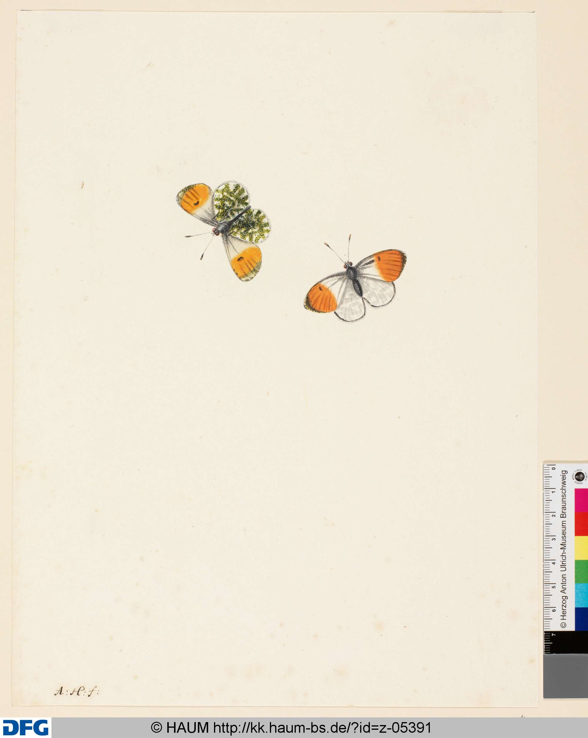 Ein Schmetterling, von unten und von oben, Anton Henstenburgh, 1706–1781