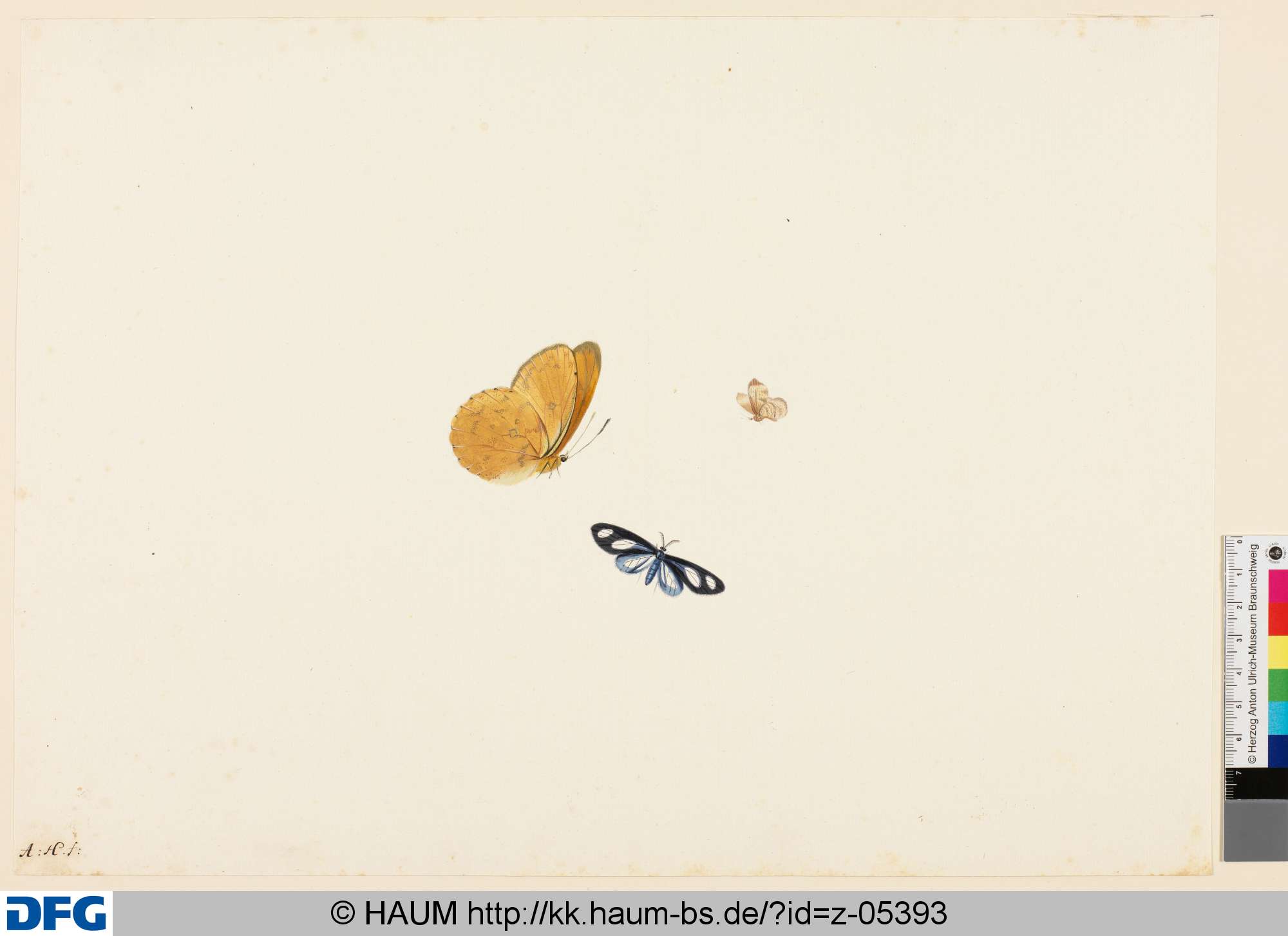 Drei Schmetterlinge, Anton Henstenburgh, 1706–1781