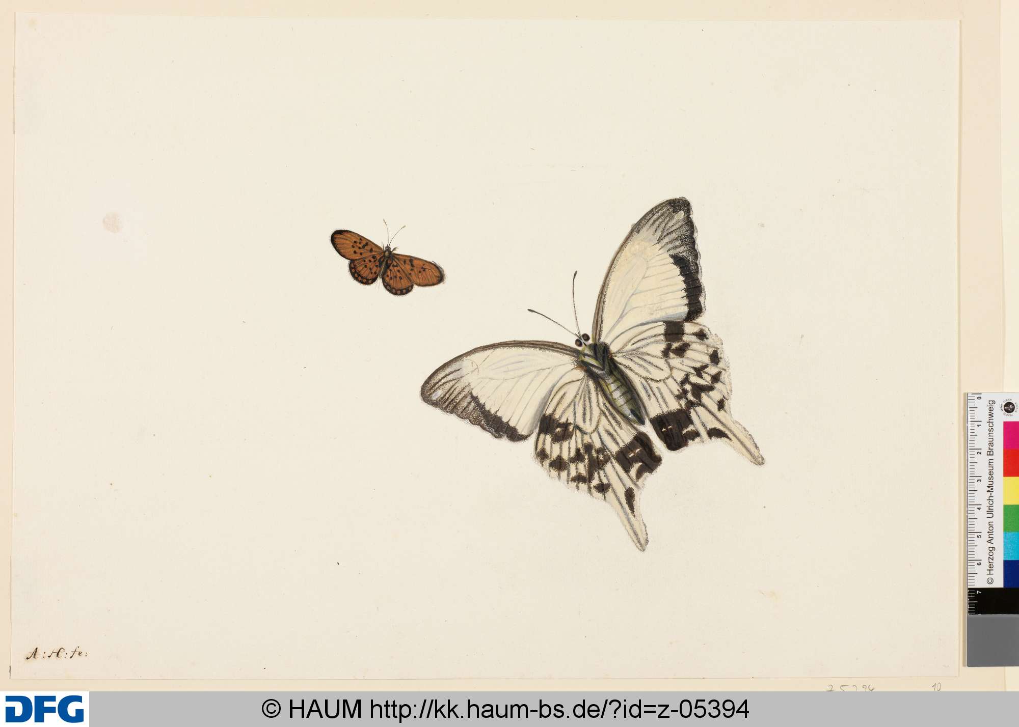 Zwei Schmetterlinge, Anton Henstenburgh, 1706–1781