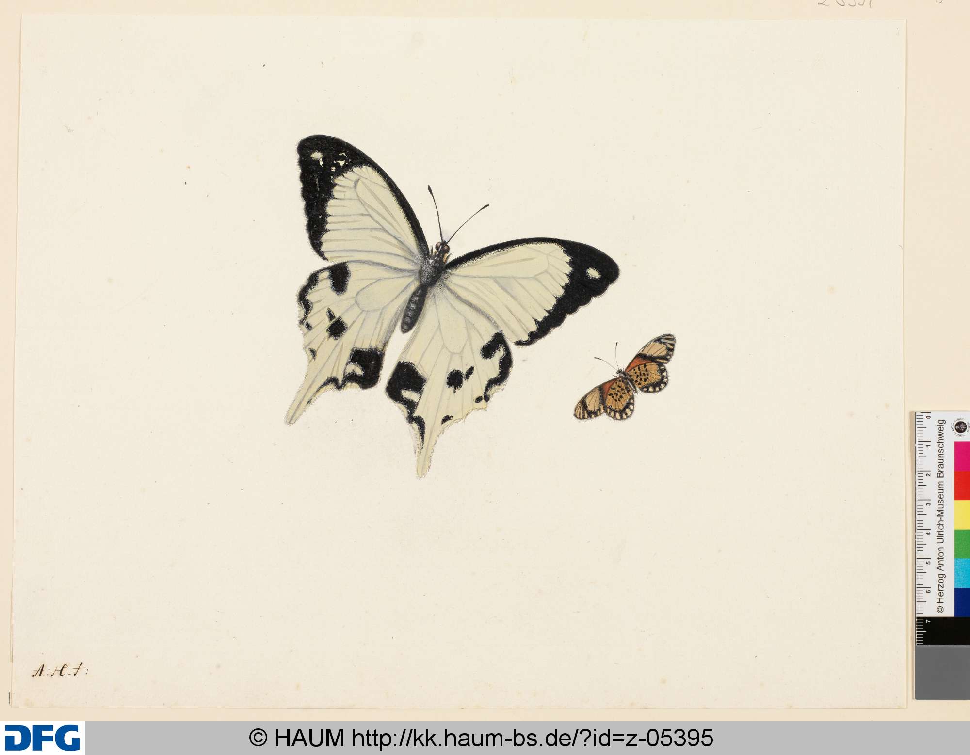 Zwei Schmetterlinge, Anton Henstenburgh, 1706–1781