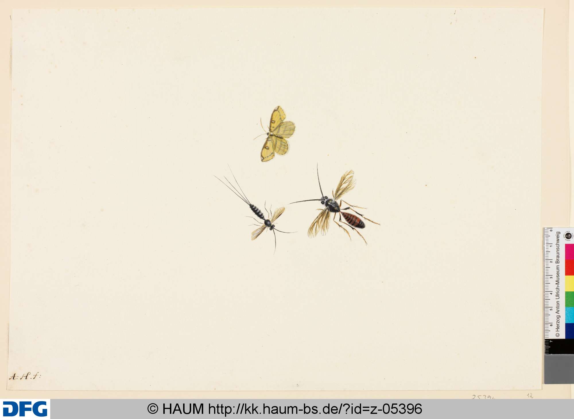 Zwei Insekten und ein Schmetterling, Anton Henstenburgh, 1706–1781