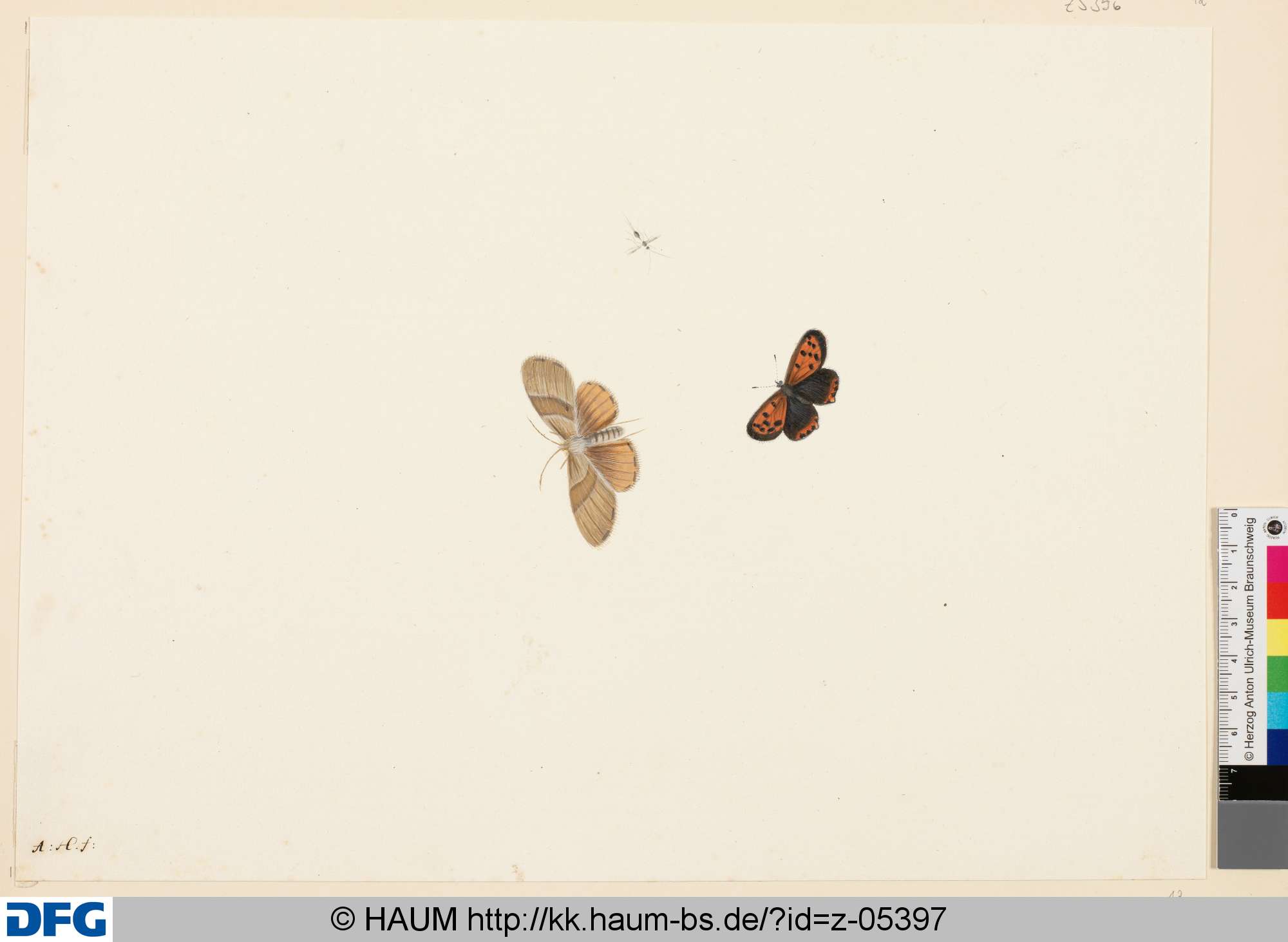 Zwei Schmetterlinge und eine Mücke, Anton Henstenburgh, 1706–1781