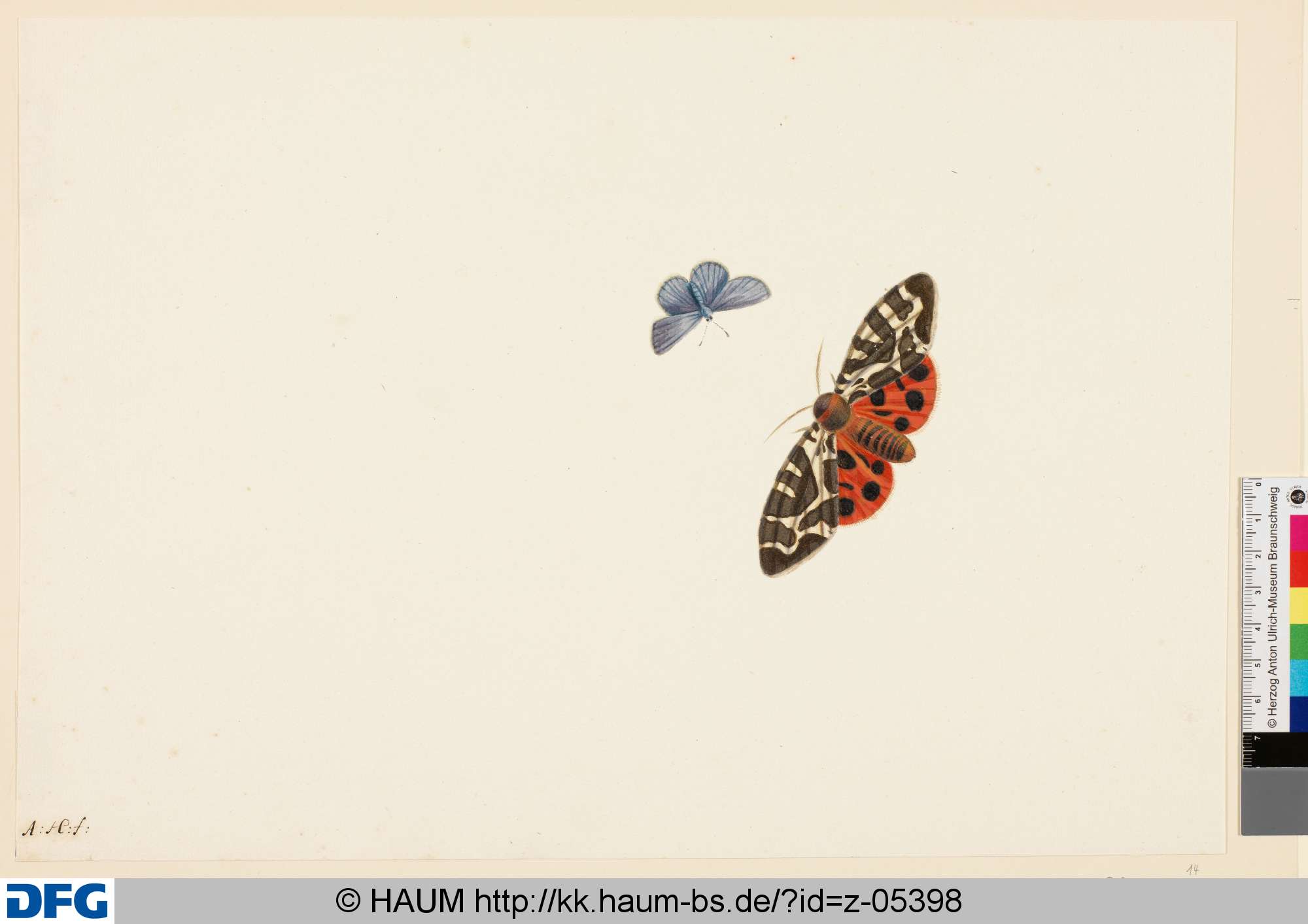 Zwei Schmetterlinge, Anton Henstenburgh, 1706–1781