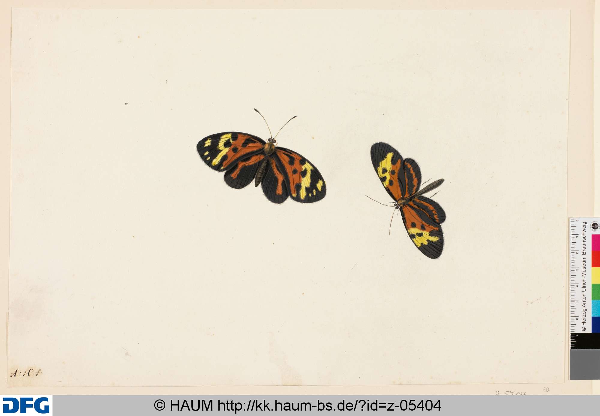 Zwei Schmetterlinge, Anton Henstenburgh, 1706–1781