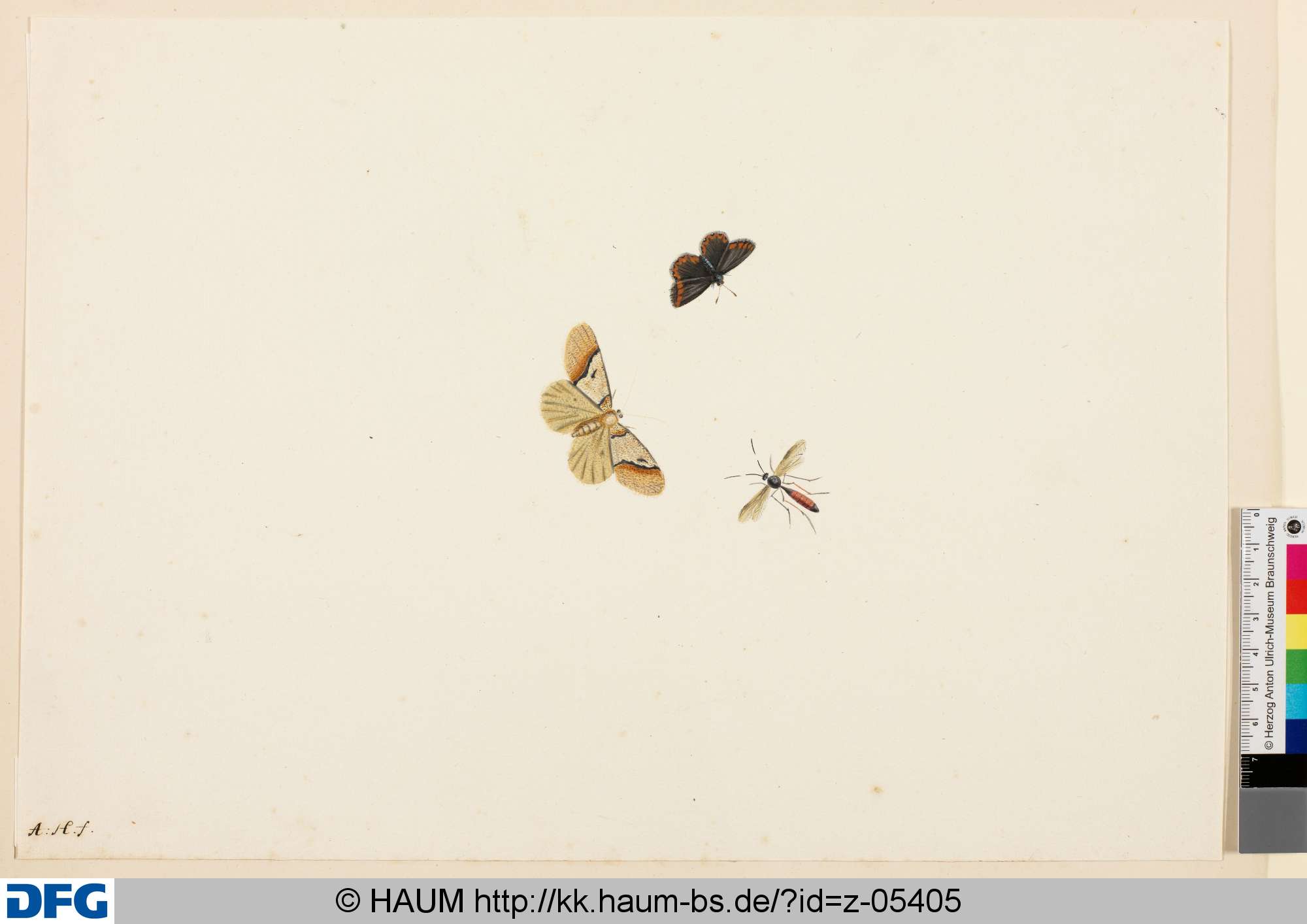 Zwei Schmetterlinge und ein Insekt, Anton Henstenburgh, 1706–1781