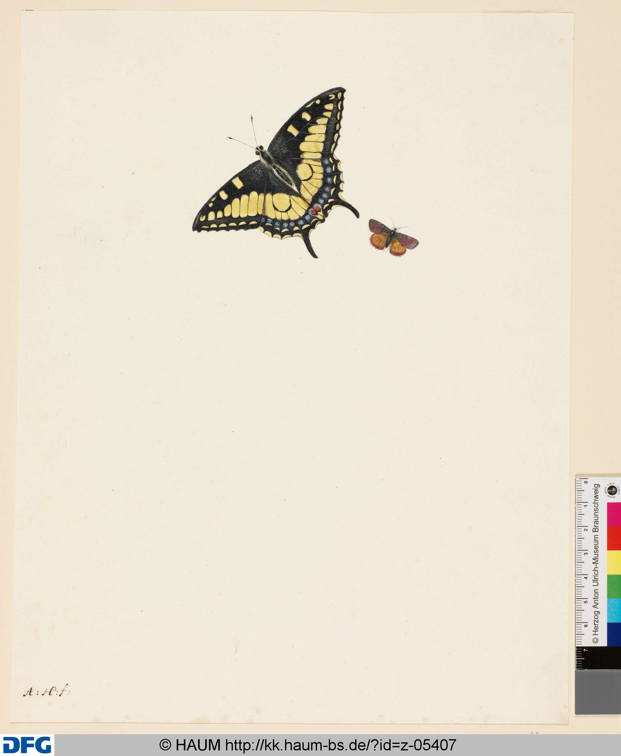 Zwei Schmetterlinge, Anton Henstenburgh, 1706–1781