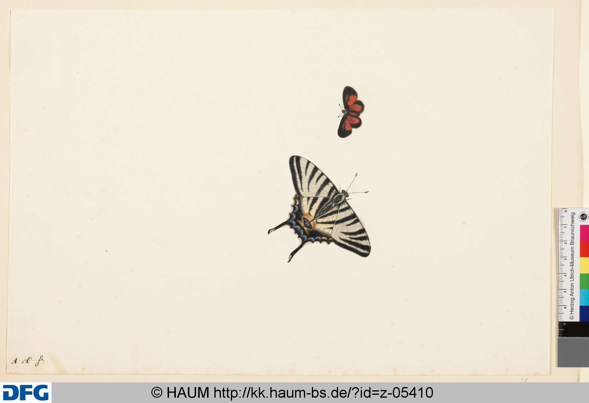 Zwei Schmetterlinge, Anton Henstenburgh, 1706–1781