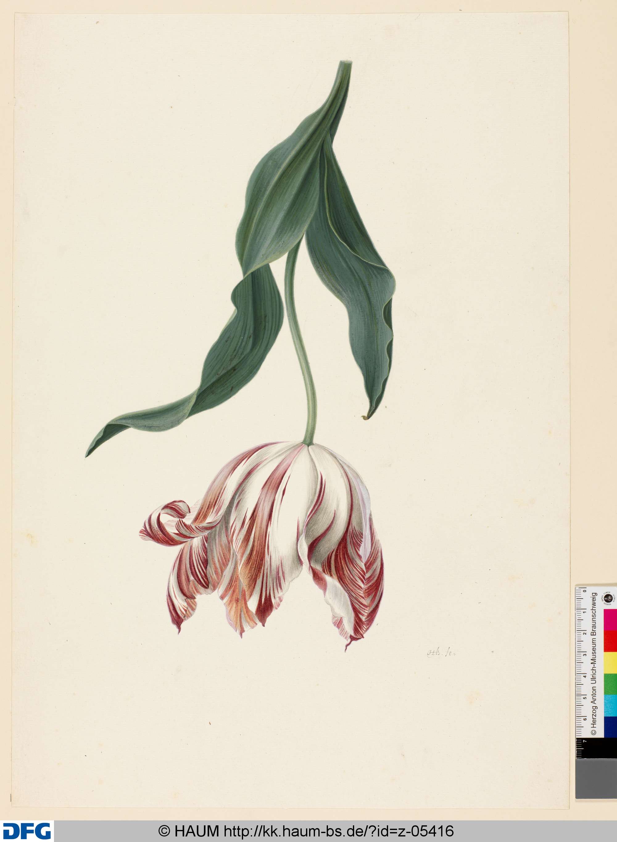 Tulpe (Diana), Herman Henstenburgh, 1687–1726