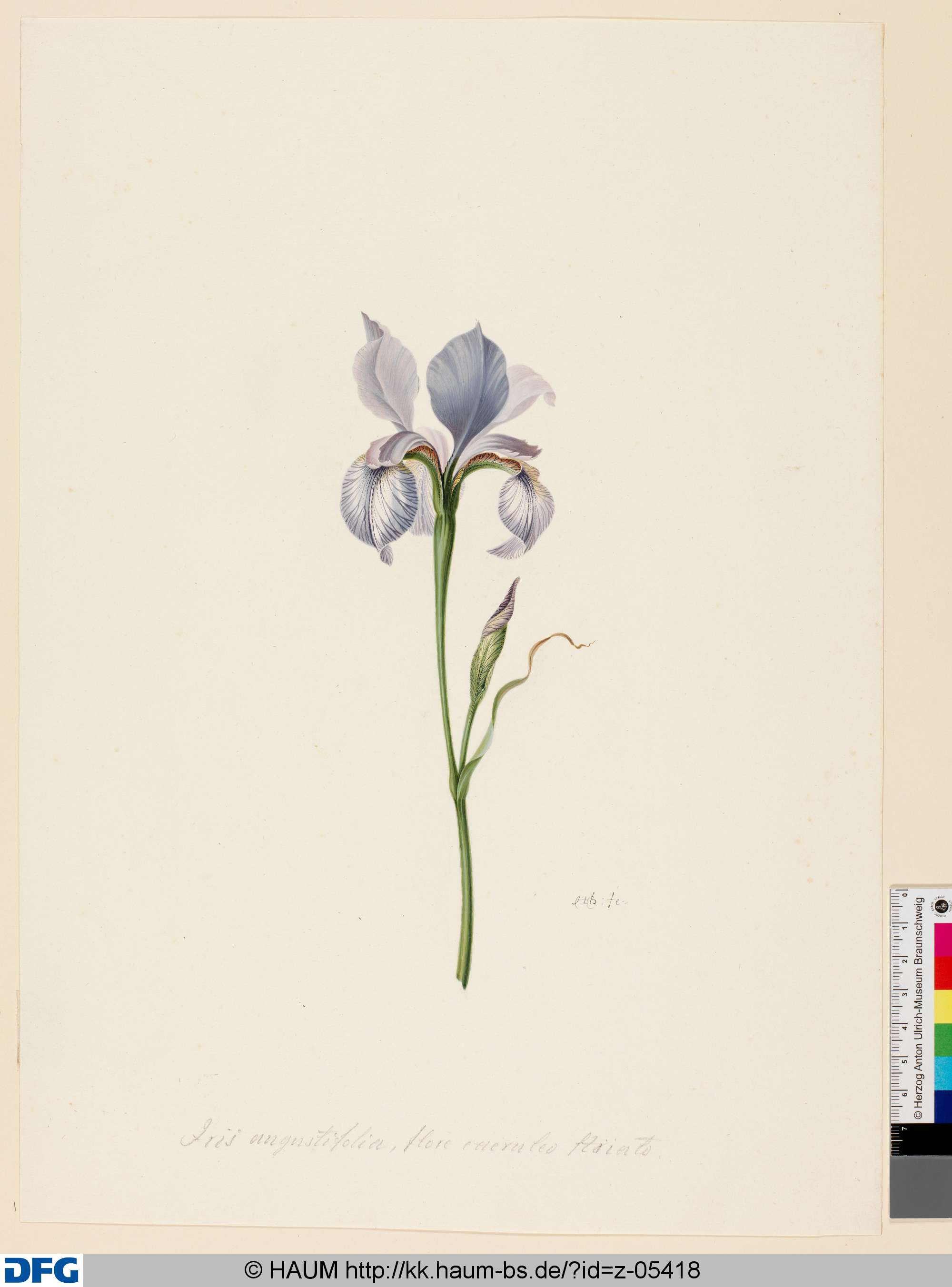 Lilie (Iris angustifolia), Herman Henstenburgh, 1687–1726