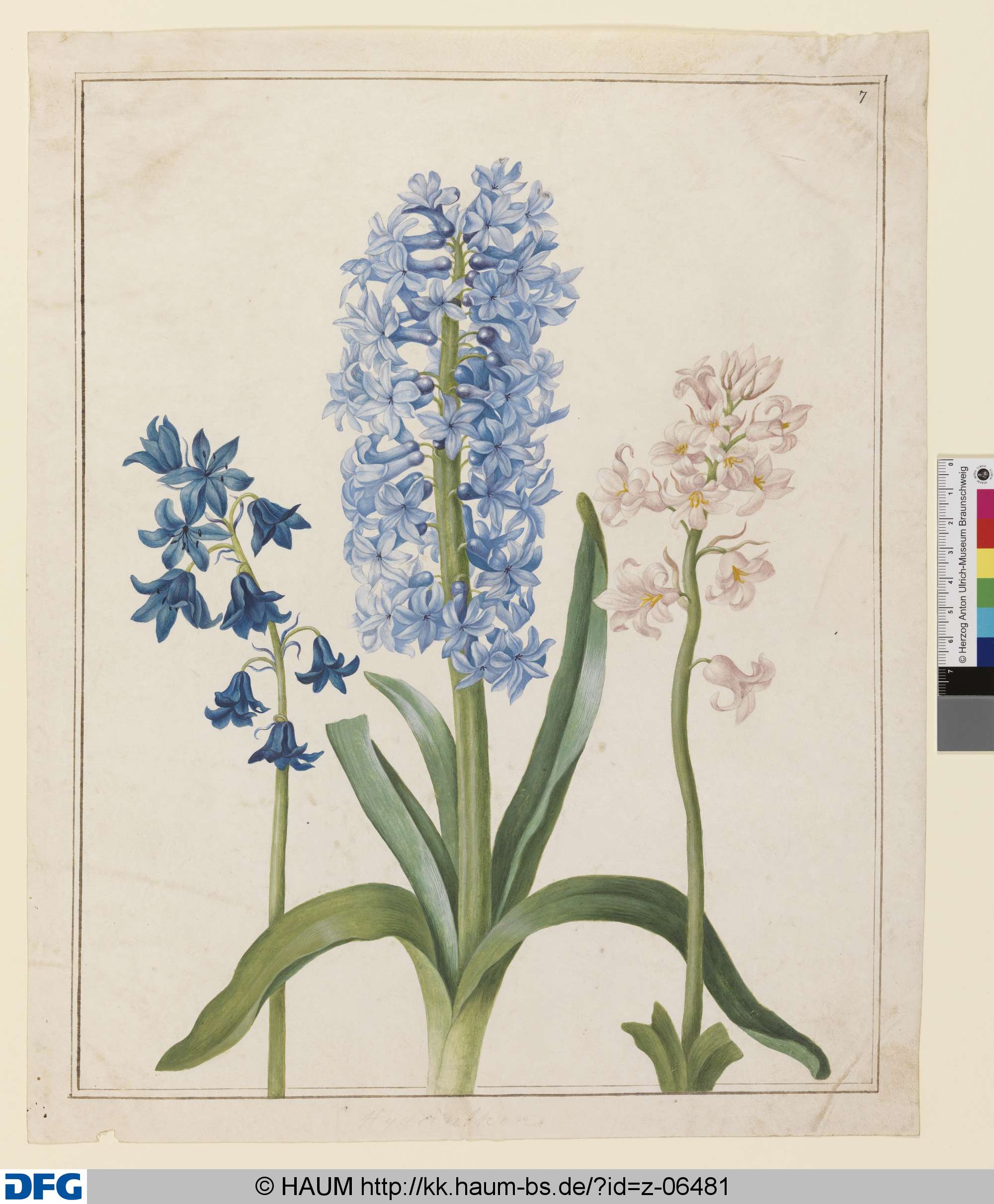 Drei Hyazinthen, Johanna Helena Herold, 1698