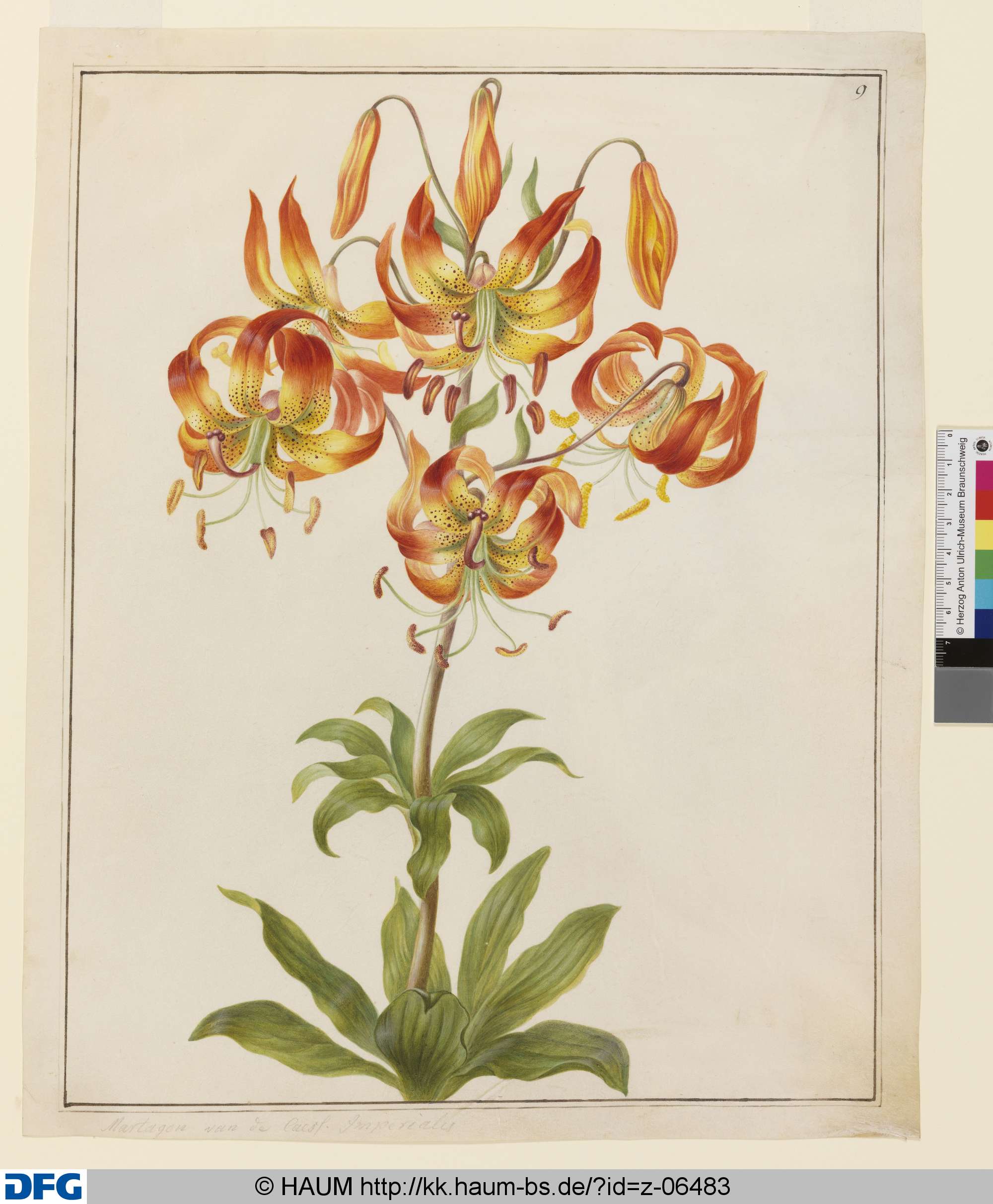 Türkenbundlilie, Johanna Helena Herold, 1698
