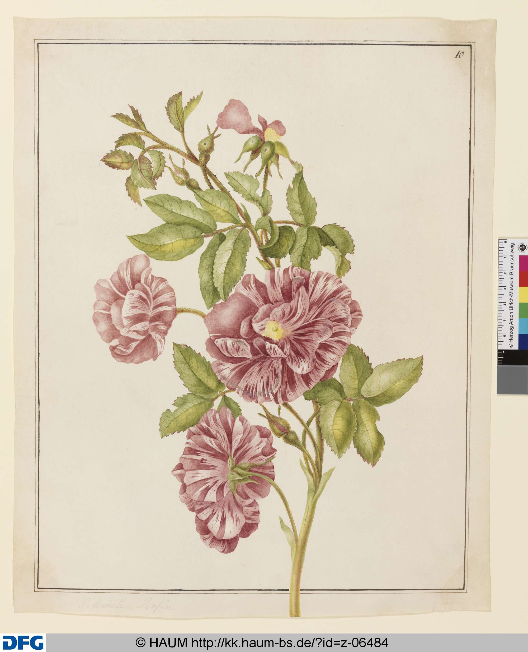 Geflammte Rosen, Johanna Helena Herold, 1698