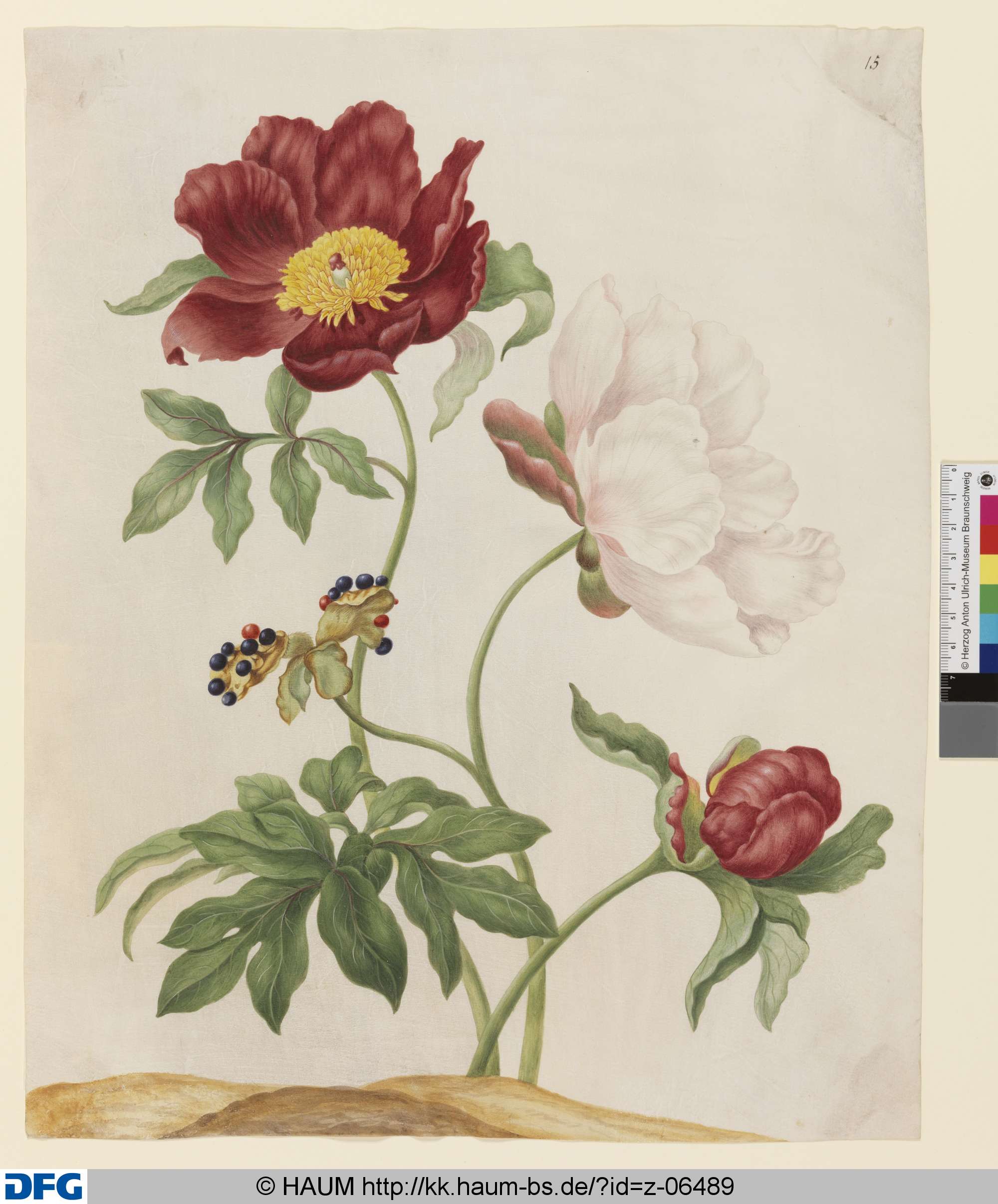 Weiße und rote Pfingstrose mit Fruchtständen, Johanna Helena Herold, 1698