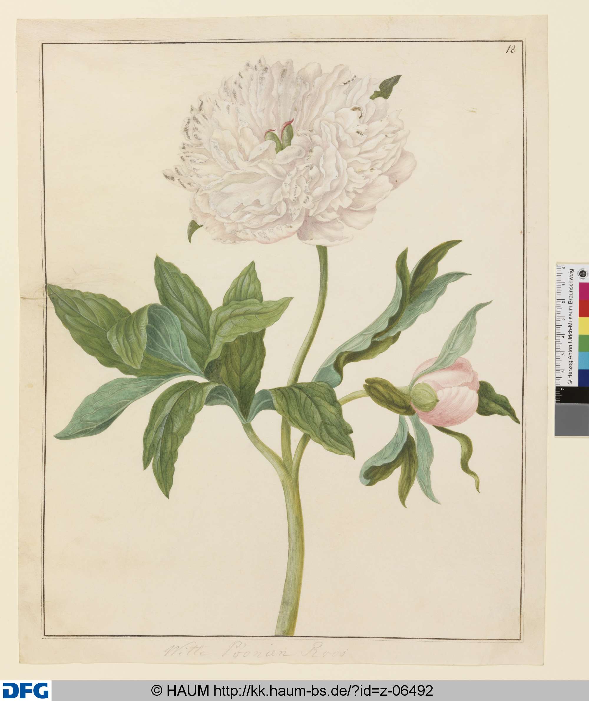 Weiße Pfingstrose, Johanna Helena Herold, 1698