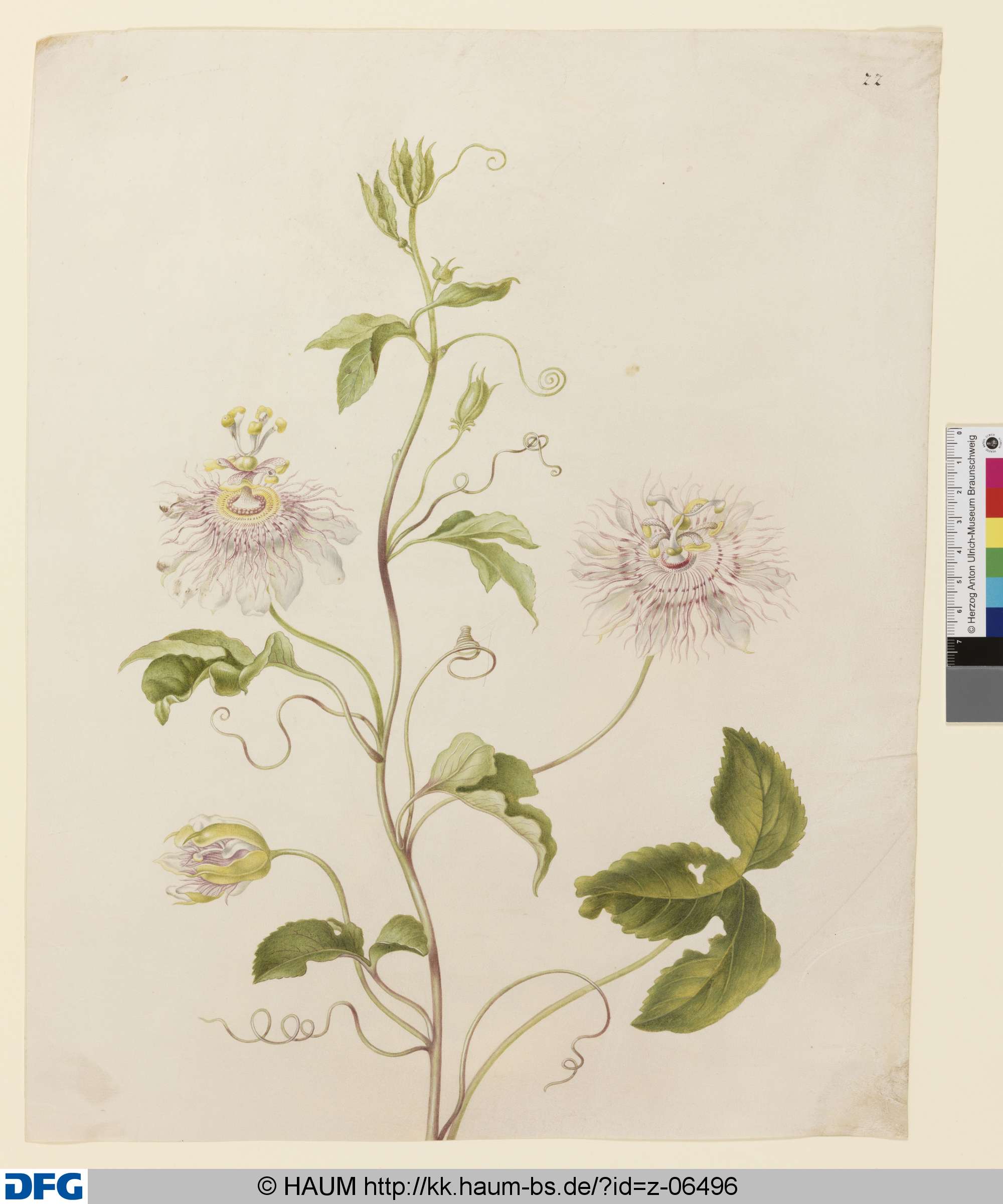 Passionsblume, Johanna Helena Herold, 1698