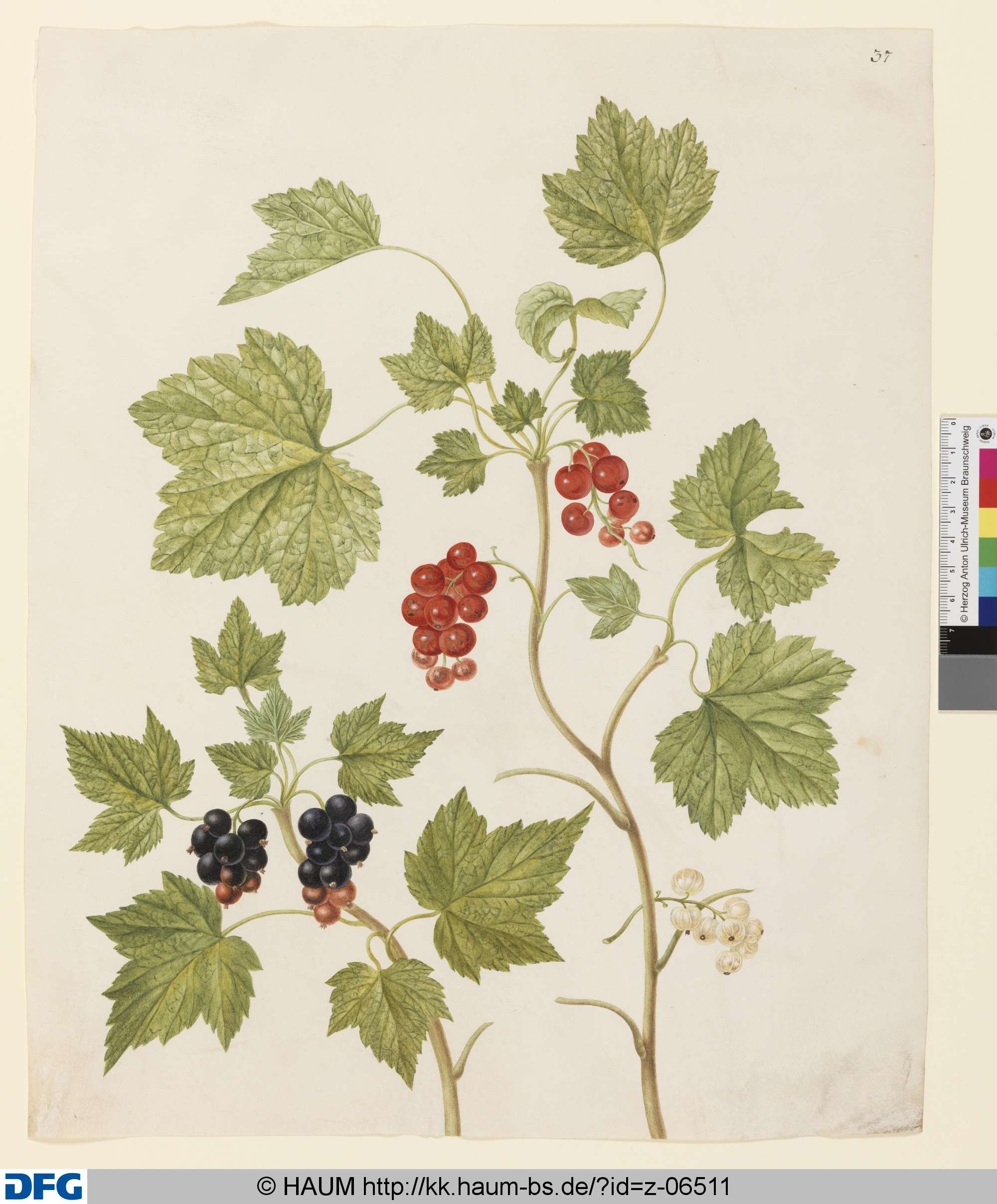 Schwarze, weiße und rote Johannisbeeren, Johanna Helena Herold, 1698
