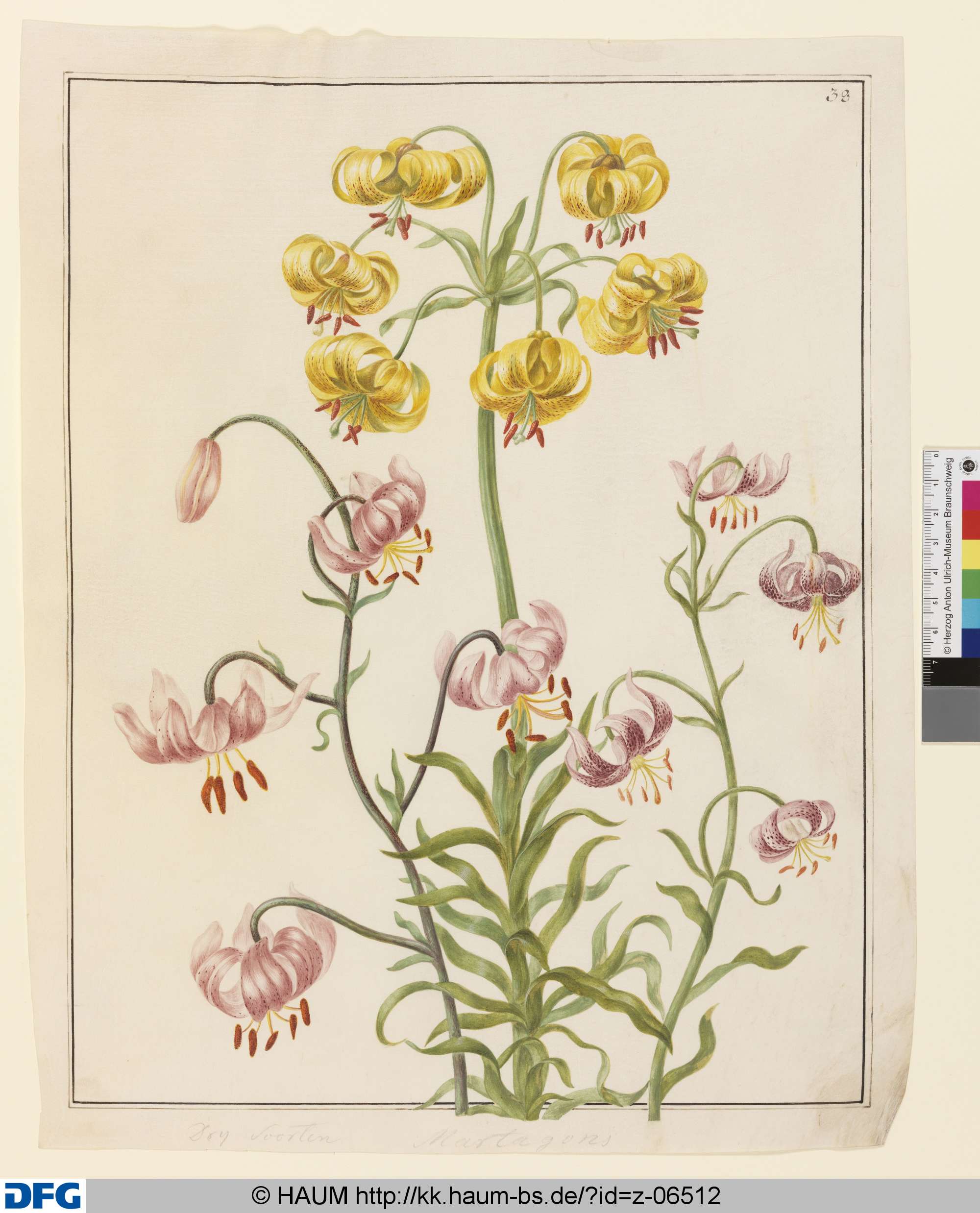Drei Sorten Türkenbundlilie, Johanna Helena Herold, 1698