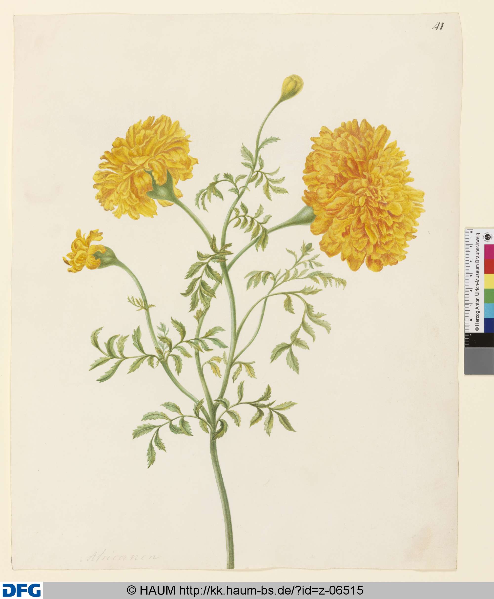 Gelbe Tagetes, Johanna Helena Herold, 1698