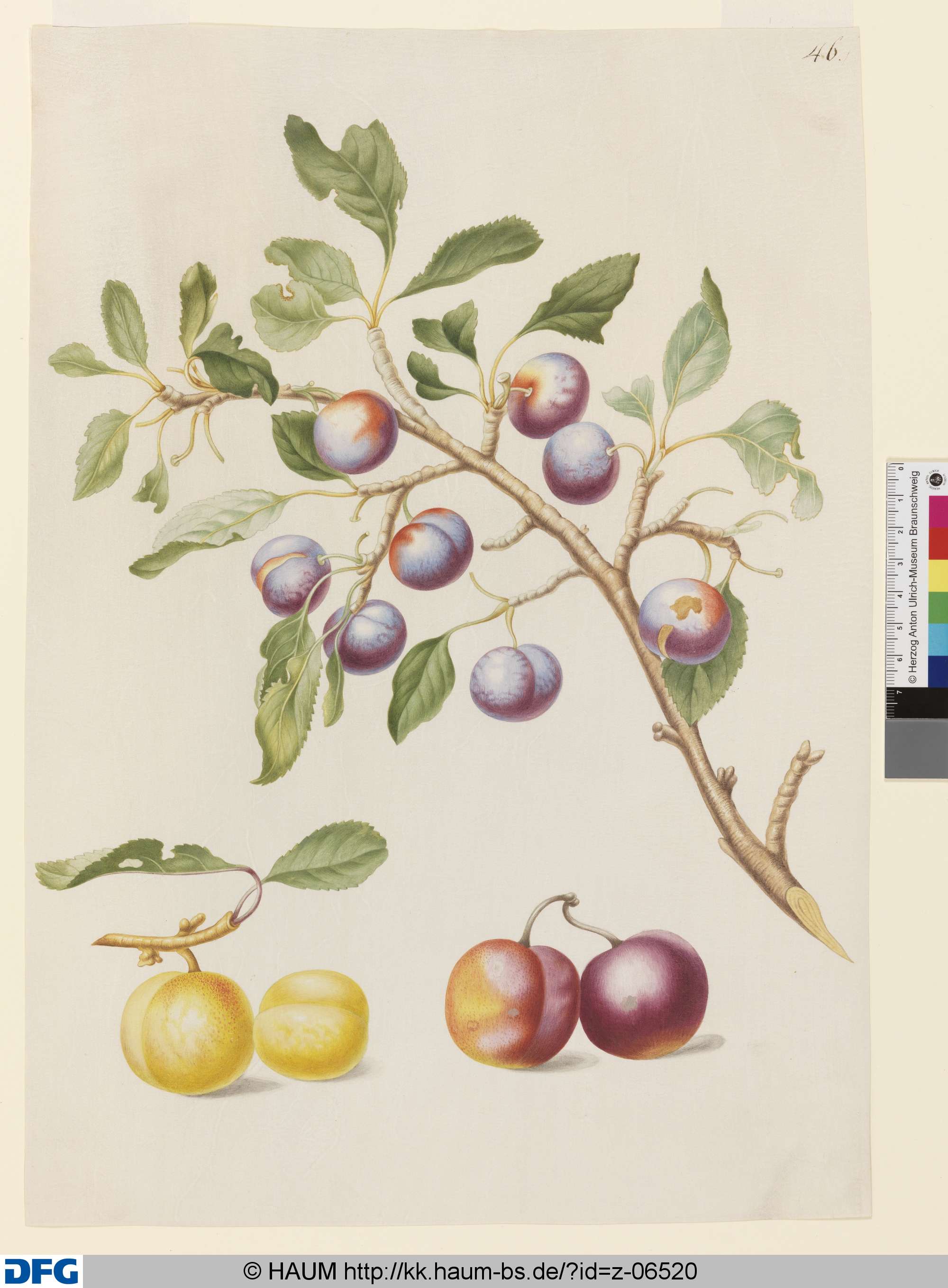 Ein Zweig Pflaumen, Johanna Helena Herold, 1698
