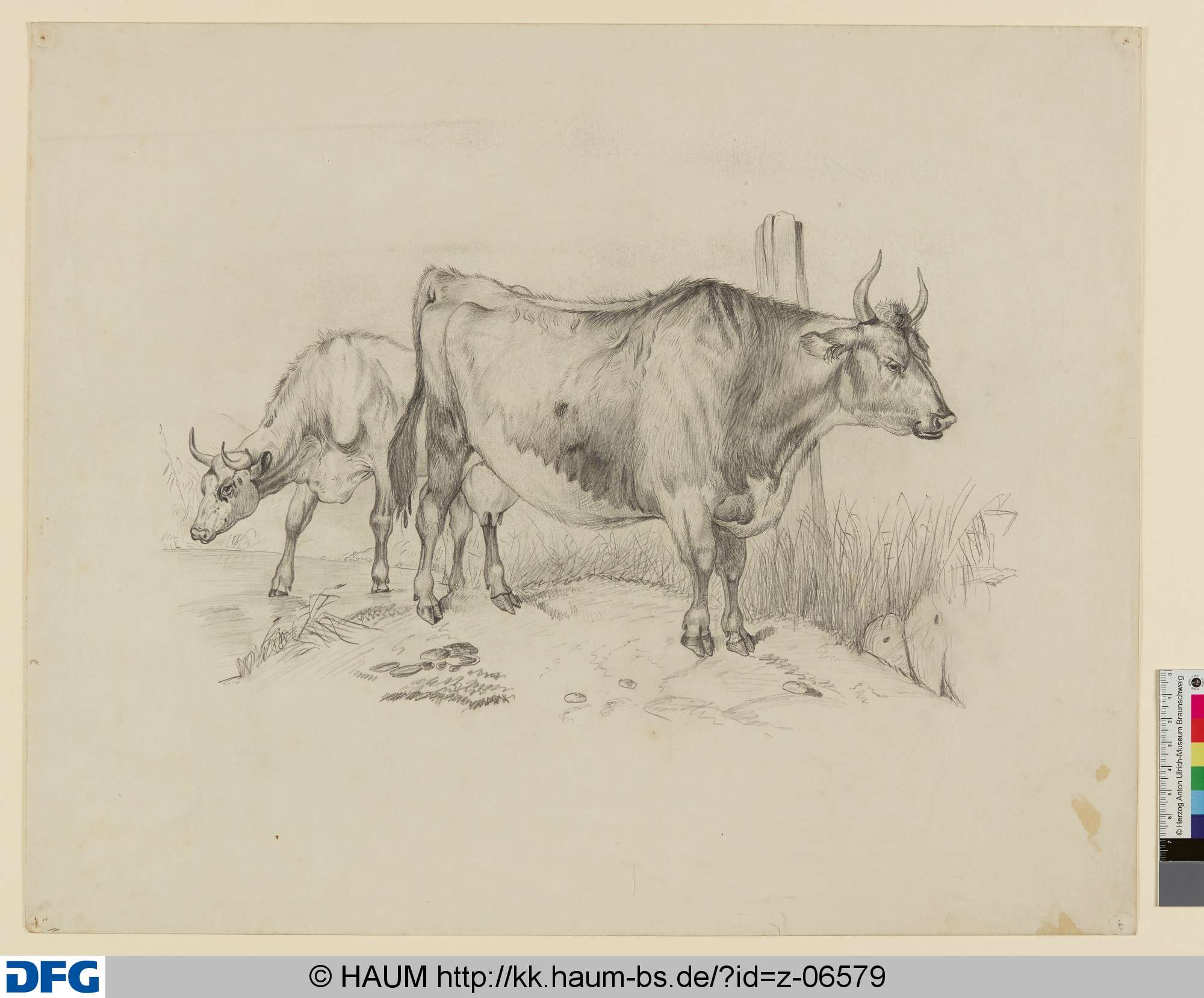 Zwei Kühe, August Vasel, 1858–1863