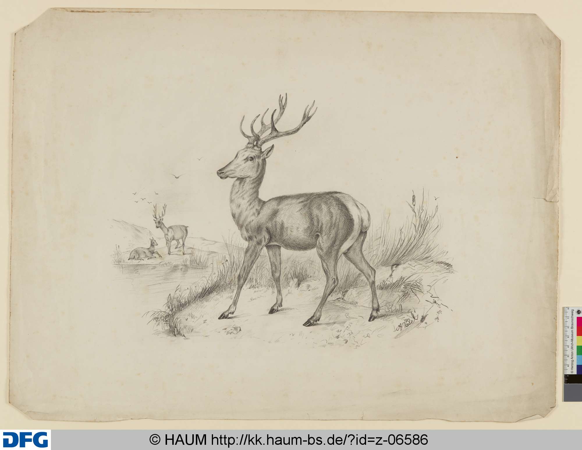 Hirsche am Wasser, August Vasel, 1858–1863