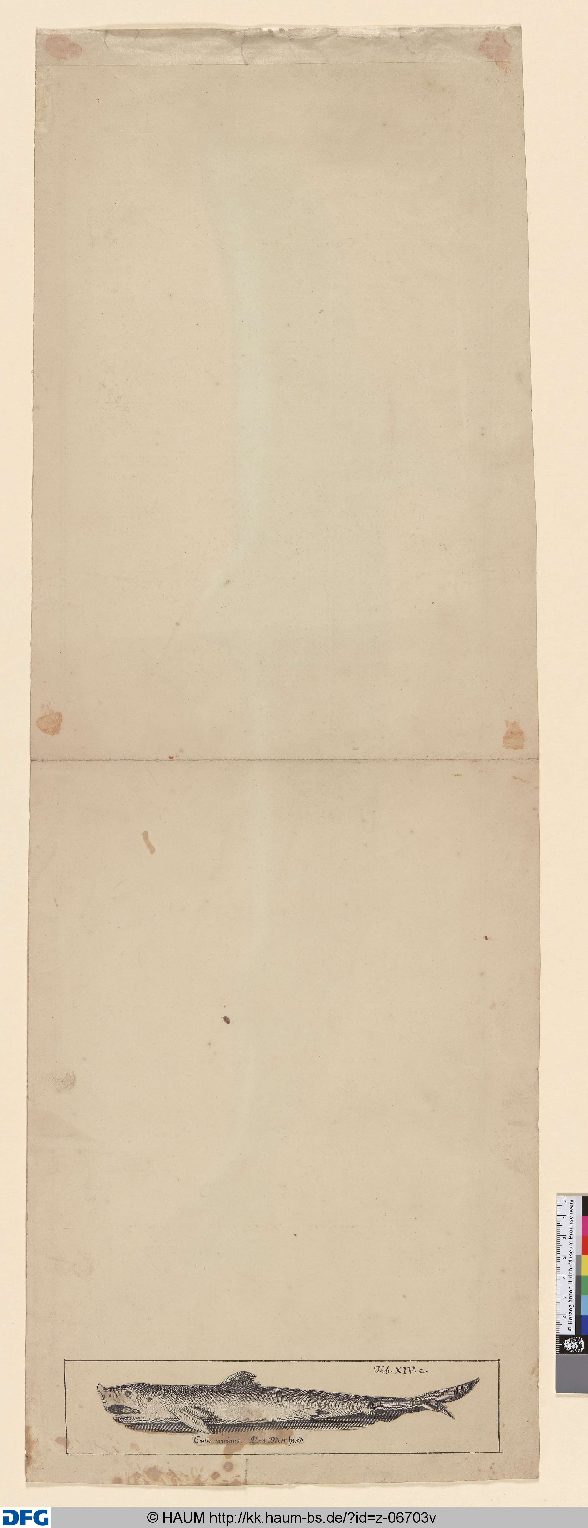 [Ein Meerhund], 18th century