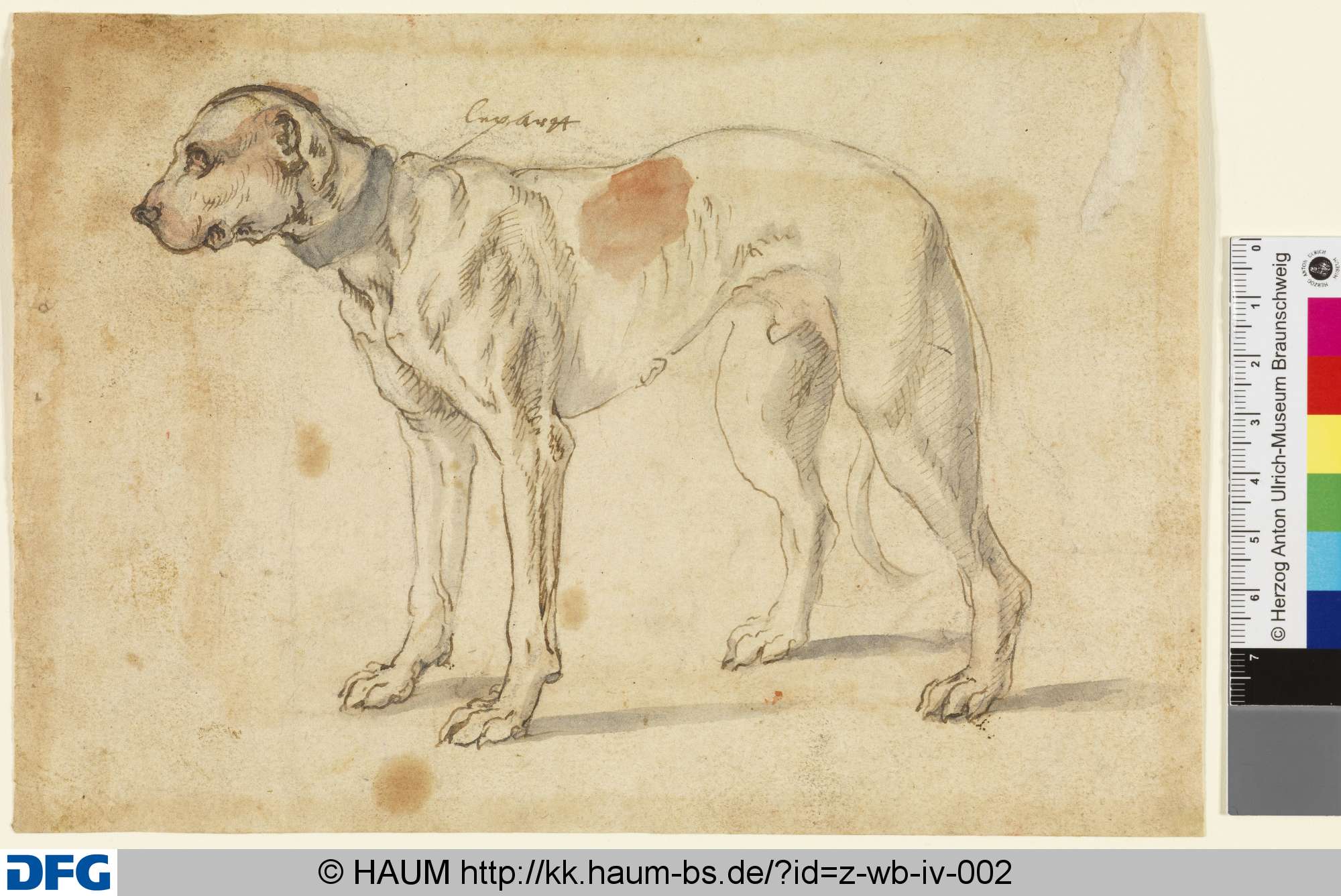 Stehender Jagdhundrüde, 1501–1700