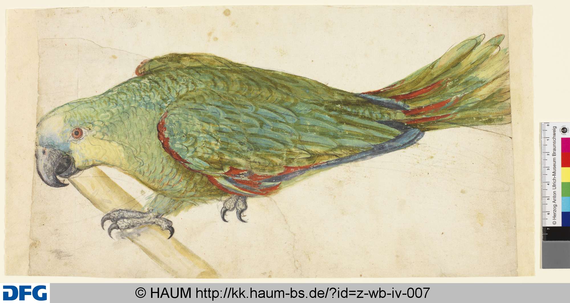 Papagei auf einer Stange, 1501–1700