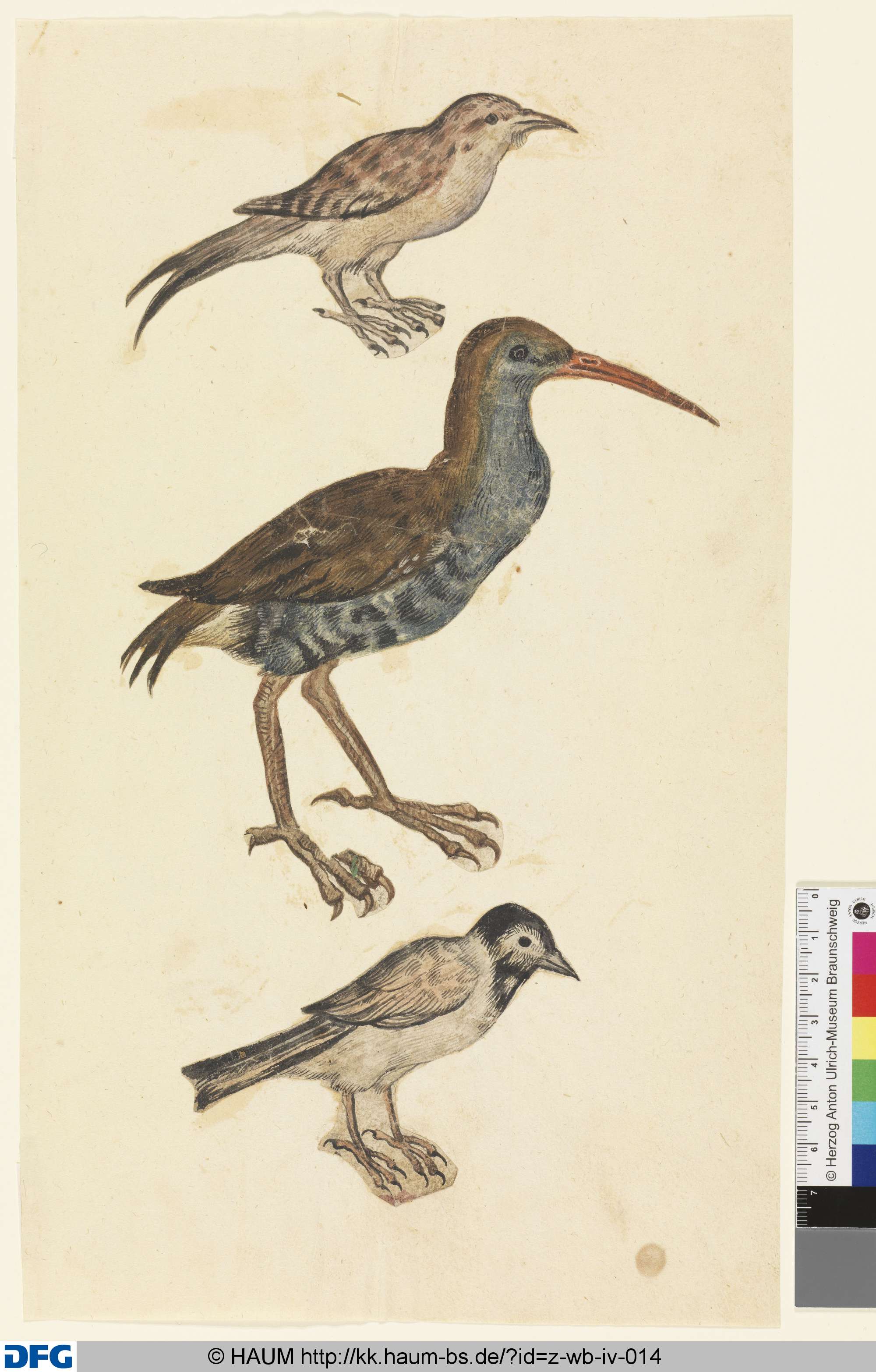 Drei Vögel, 1501–1700