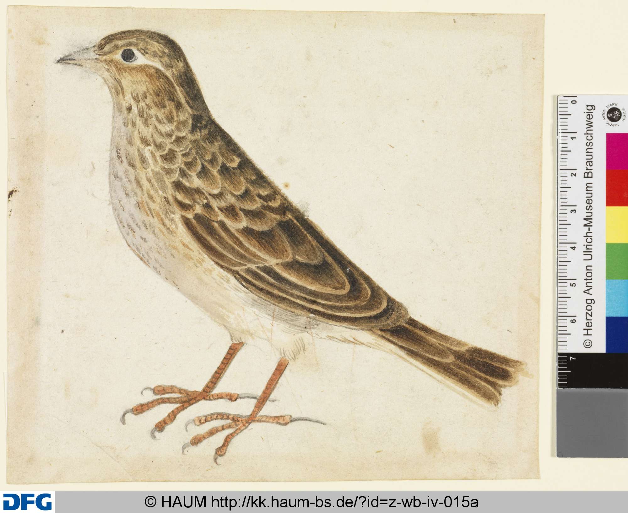 Singvogel im Profil, 1501–1700