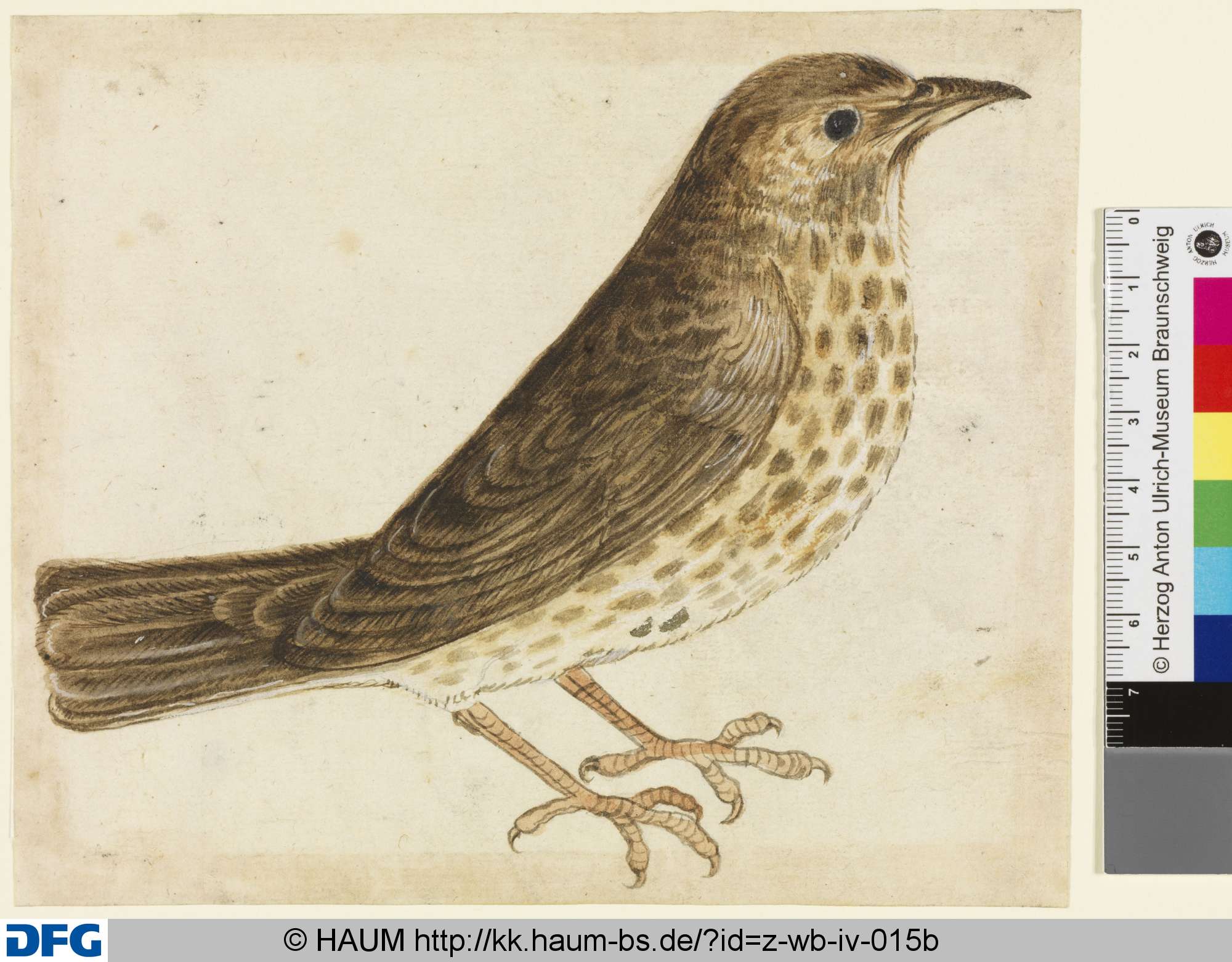 Singvogel im Profil, 1501–1700