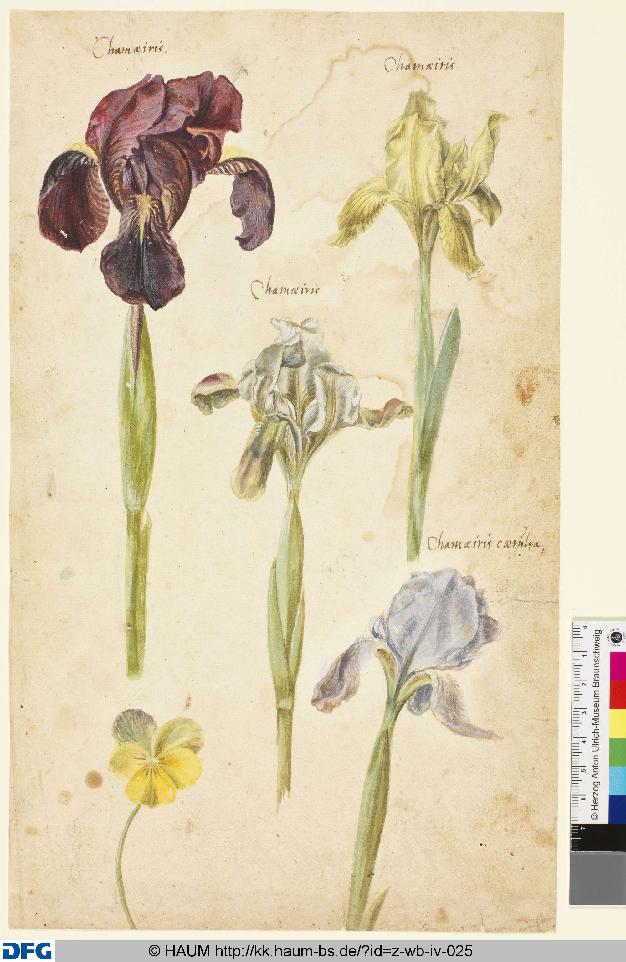 Verschiedene Studien von Schwertlilien, 1501–1700