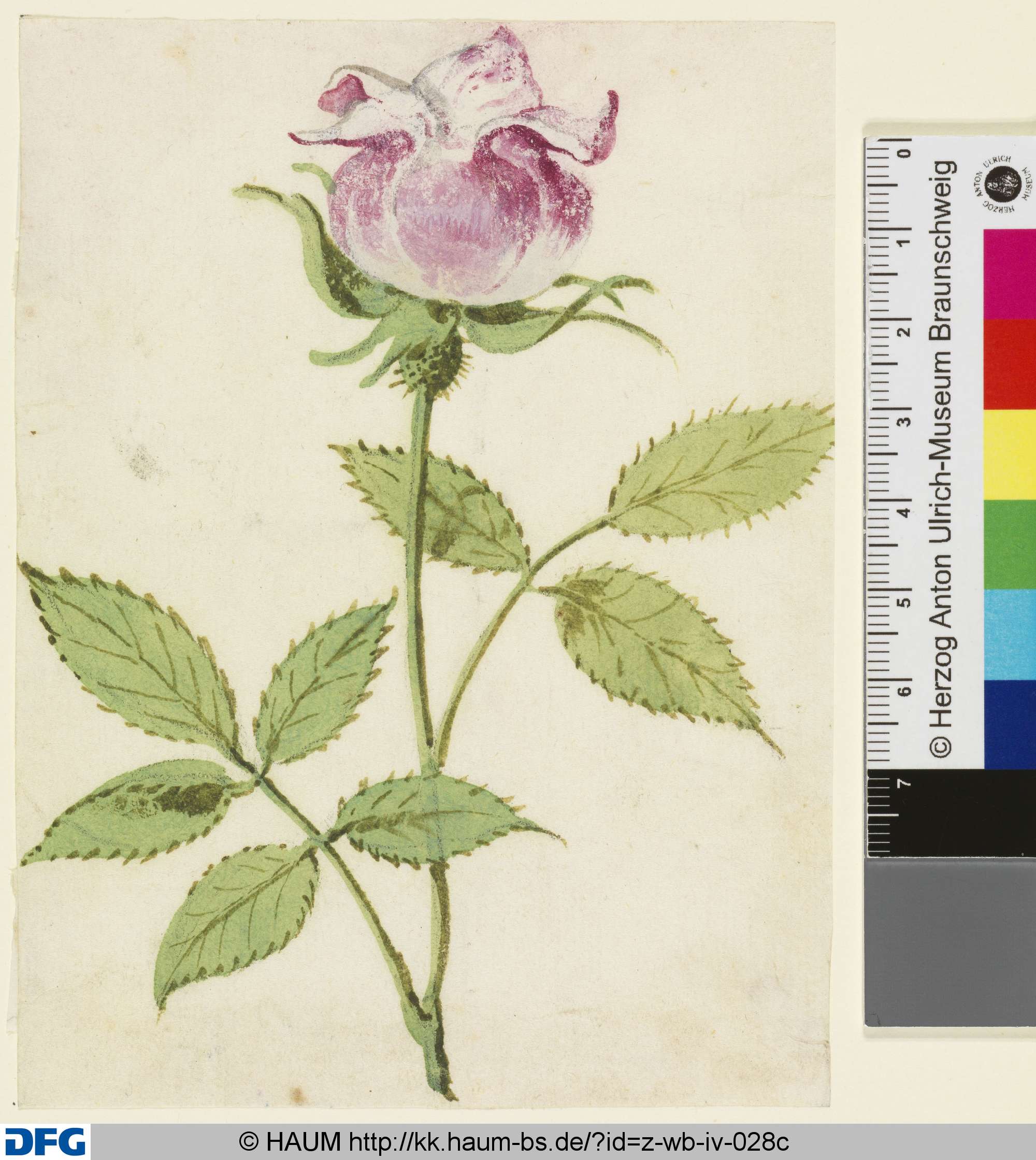Studie einer Rose, 1501–1700