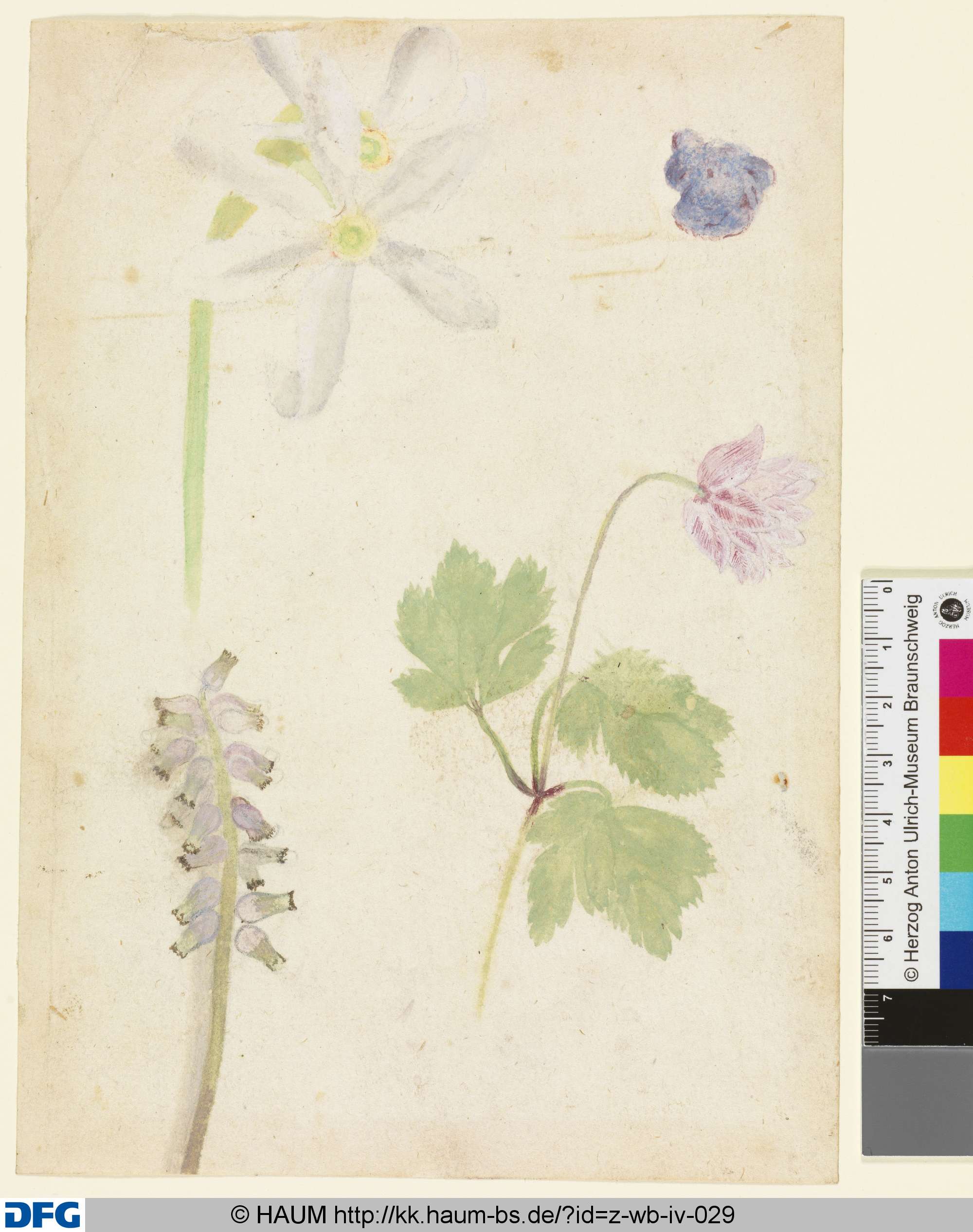 Studien verschiedener Blumen, 1501–1700