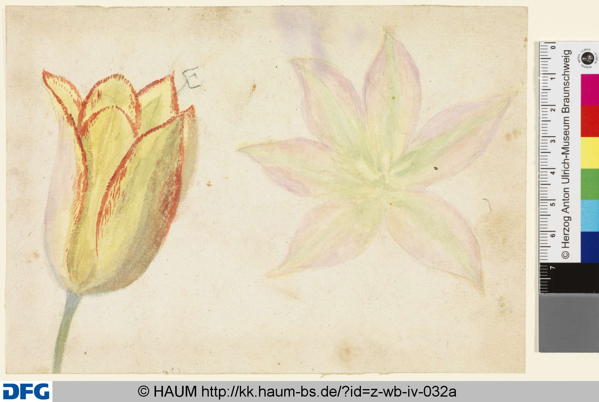 Studie einer Tulpe, 1501–1700