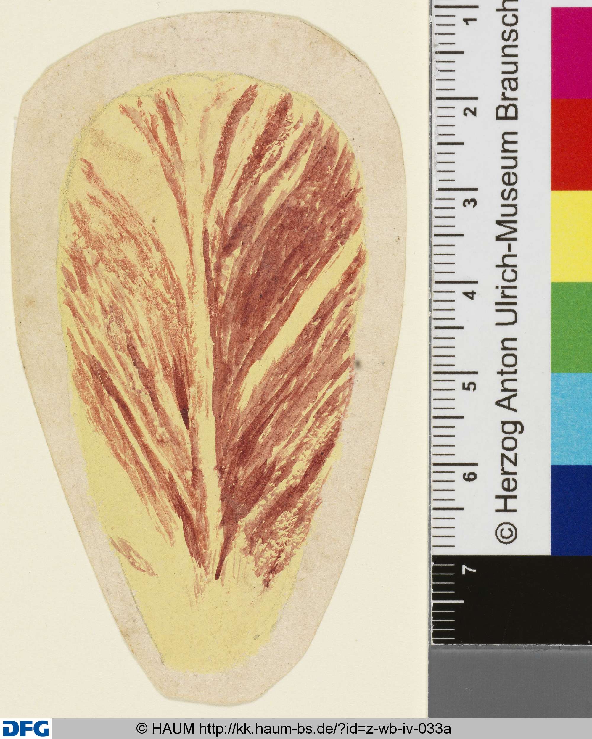 Studie eines Tulpenblütenblattes, 1501–1700