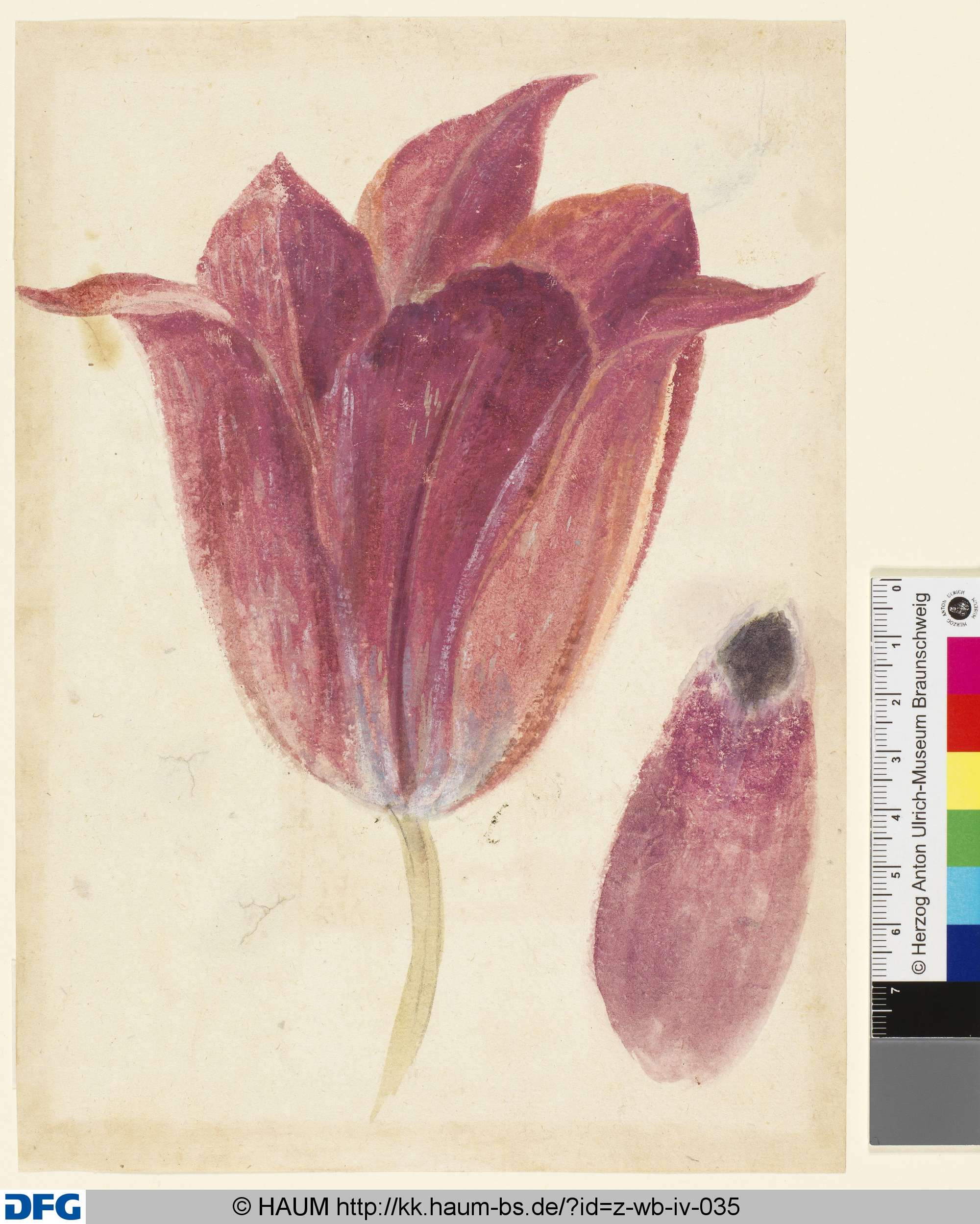 Studie von Tulpenblüten, 1501–1700