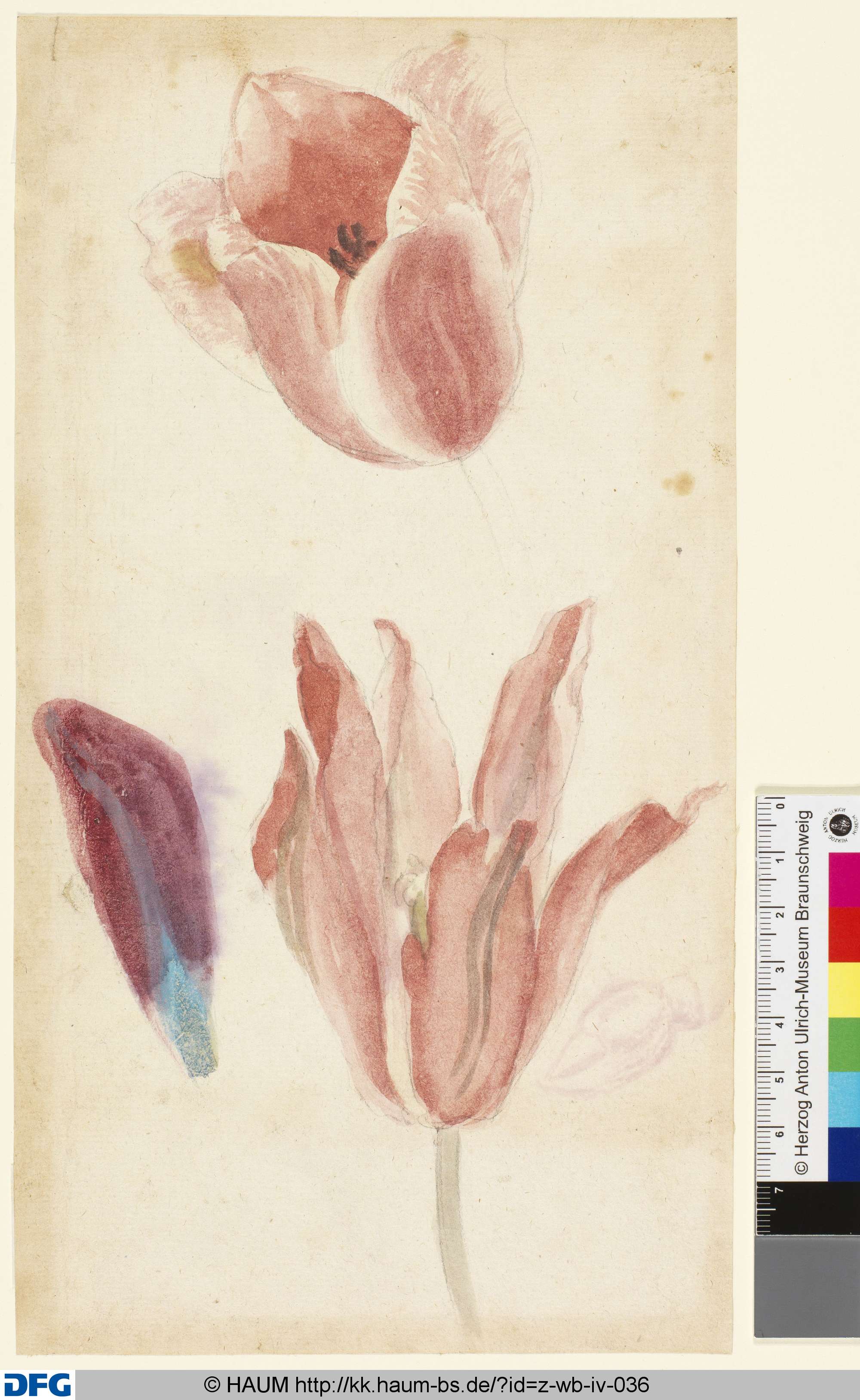 Studie von Tulpenblüten, 1501–1700