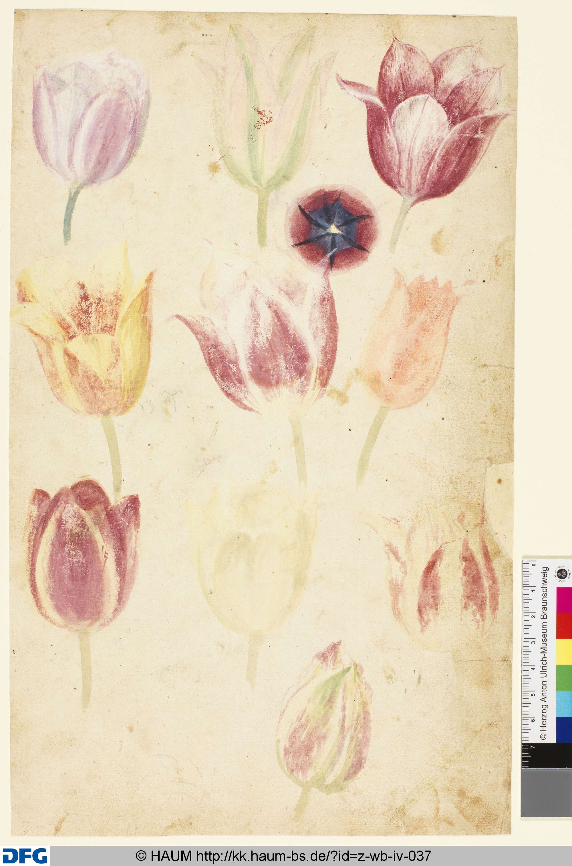 Studie von Tulpenblüten, 1501–1700