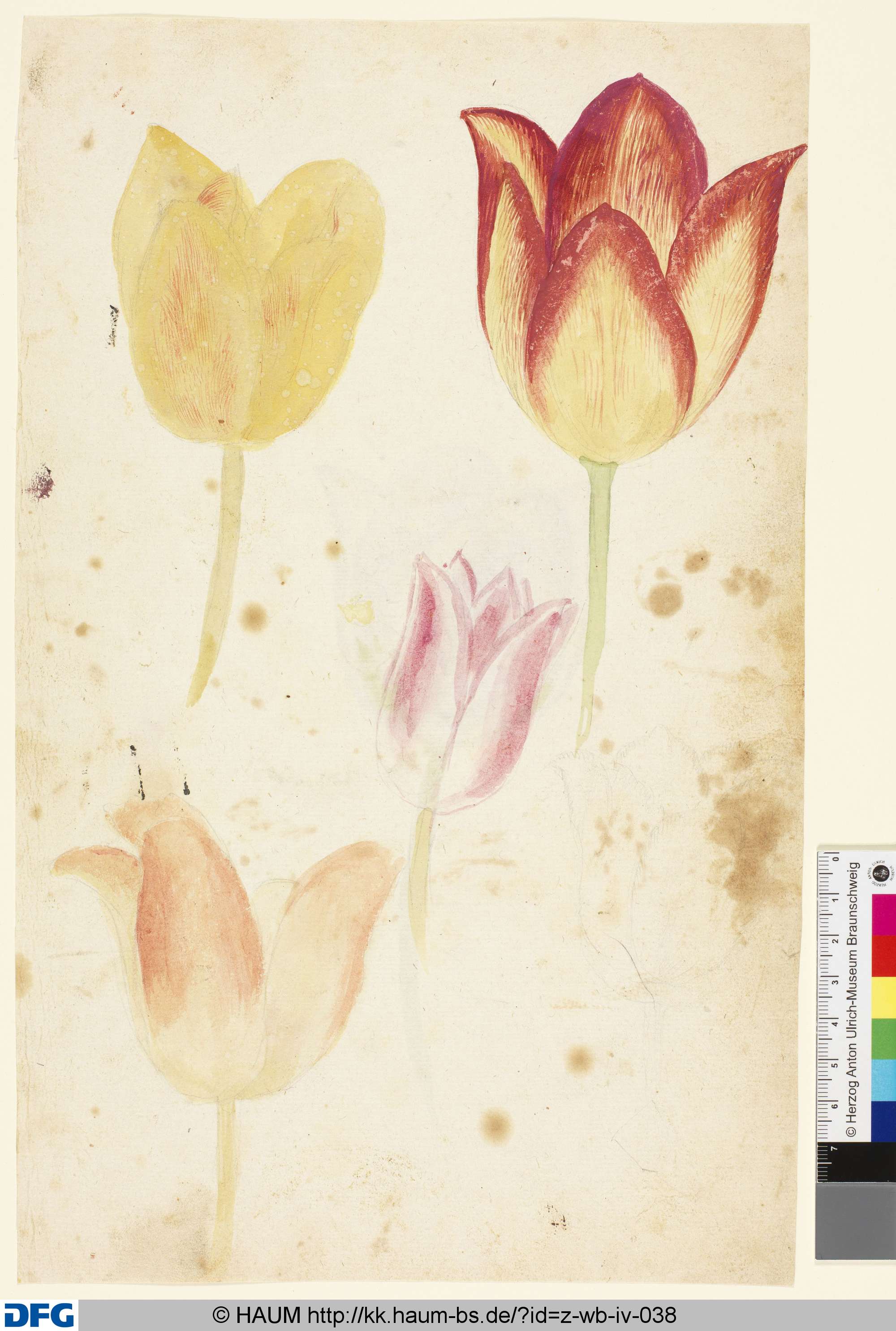 Studie von Tulpenblüten, 1501–1700