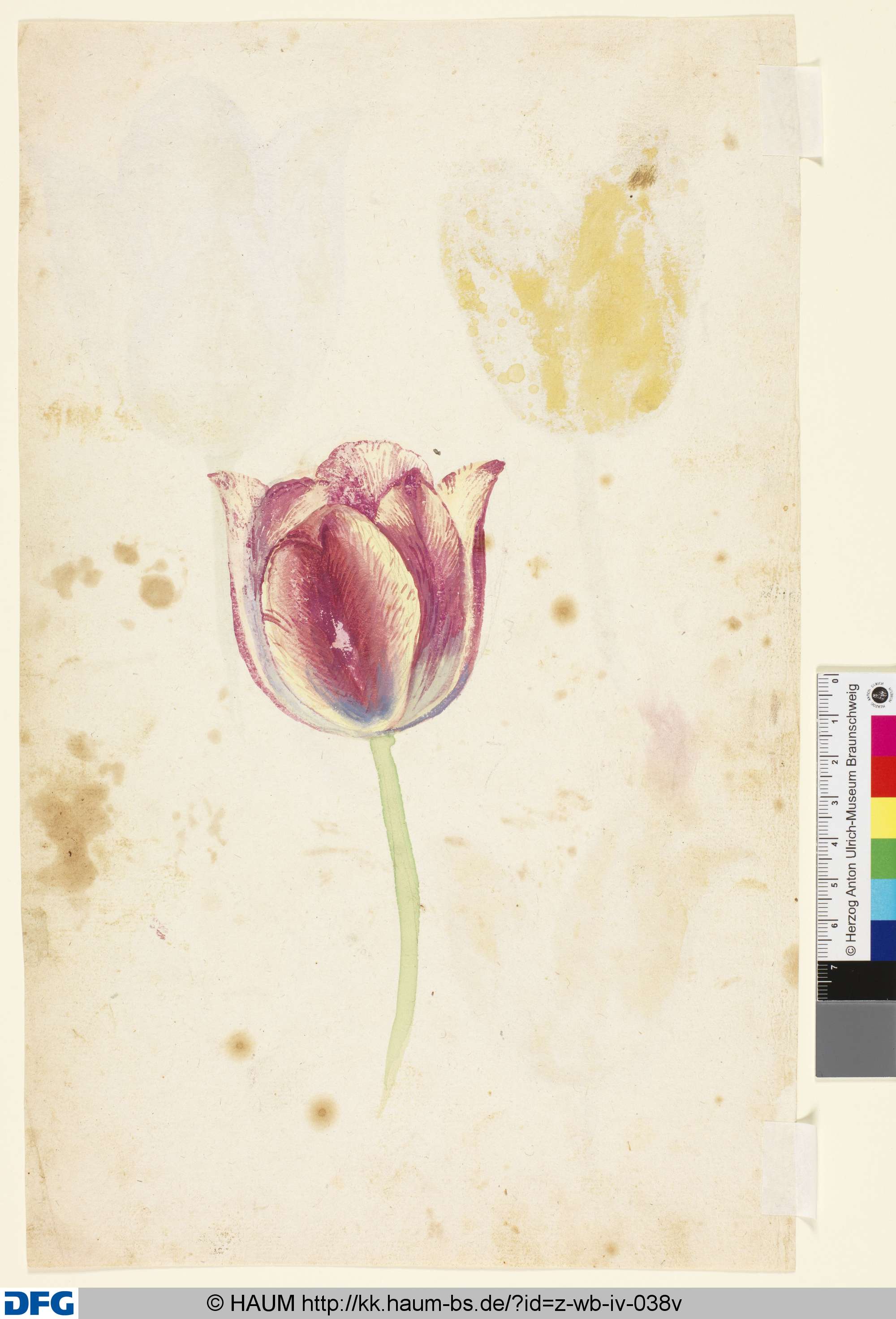 Studie von Tulpenblüten, 1501–1700