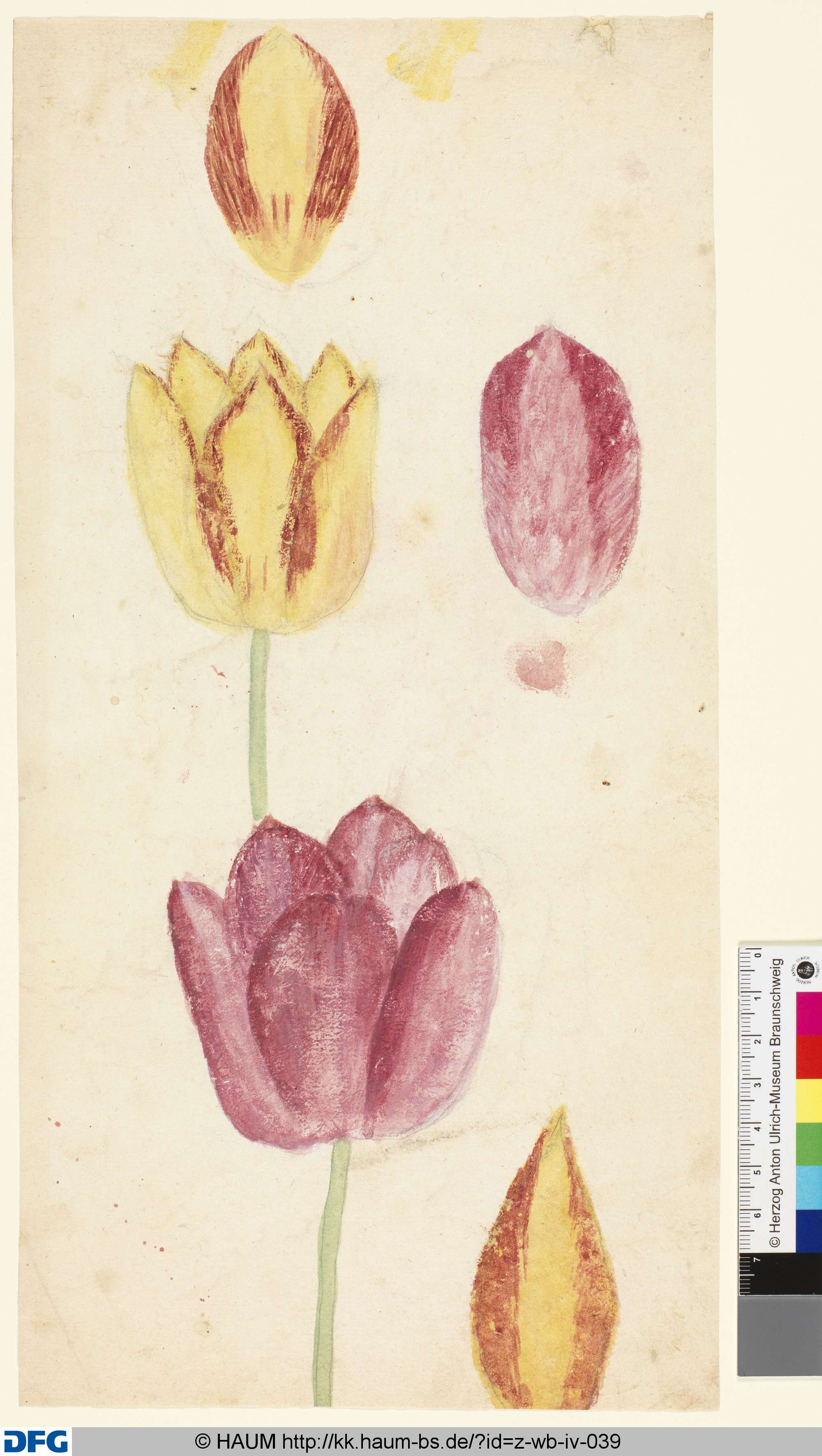 Studie von Tulpenblüten, 1501–1700