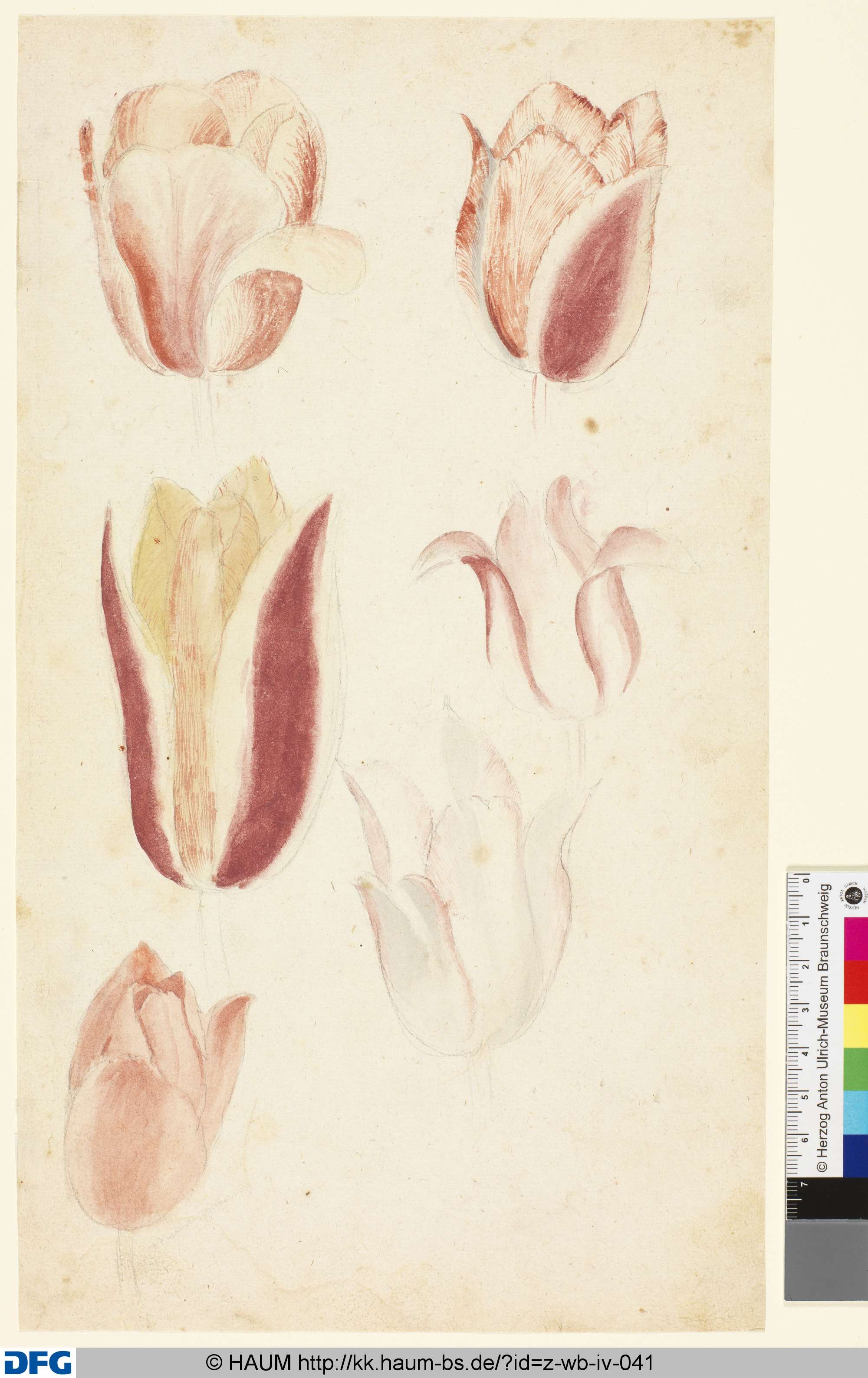 Studie von Tulpenblüten, 1501–1700